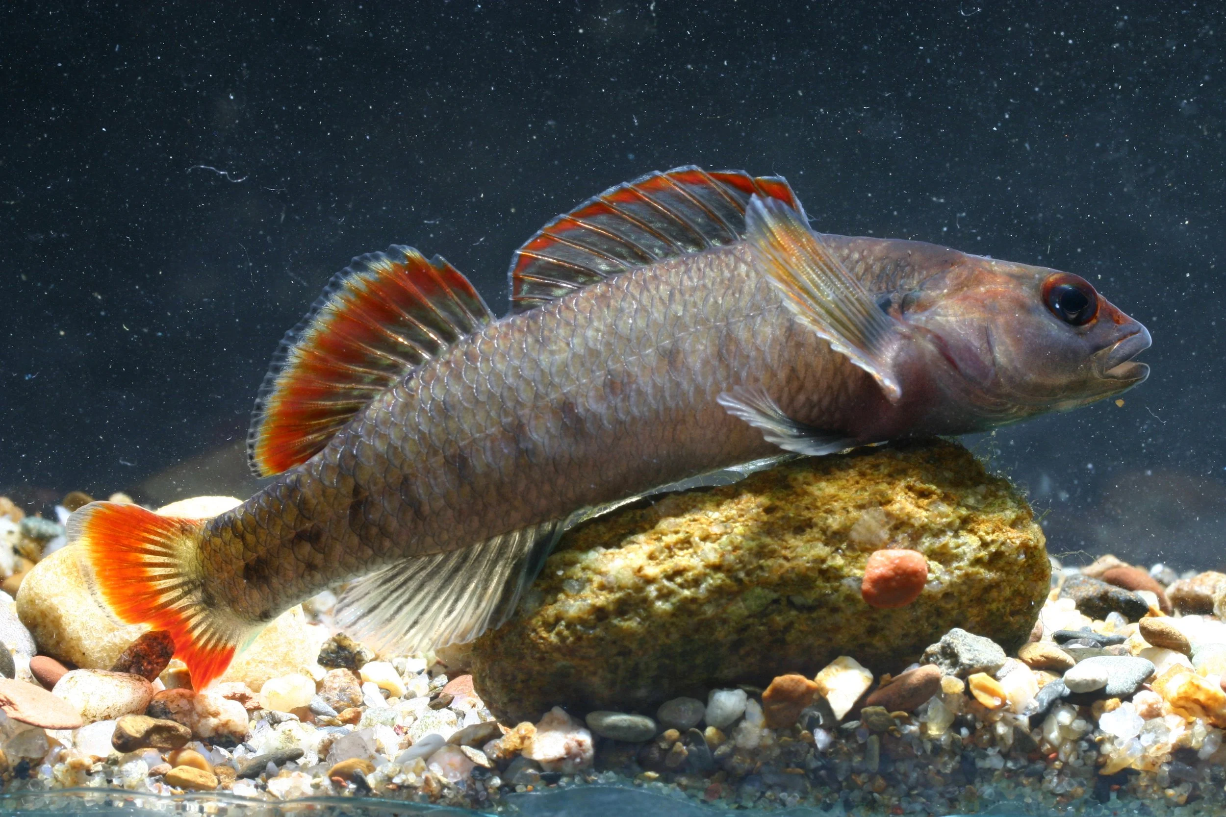 Darters — Conservation Fisheries
