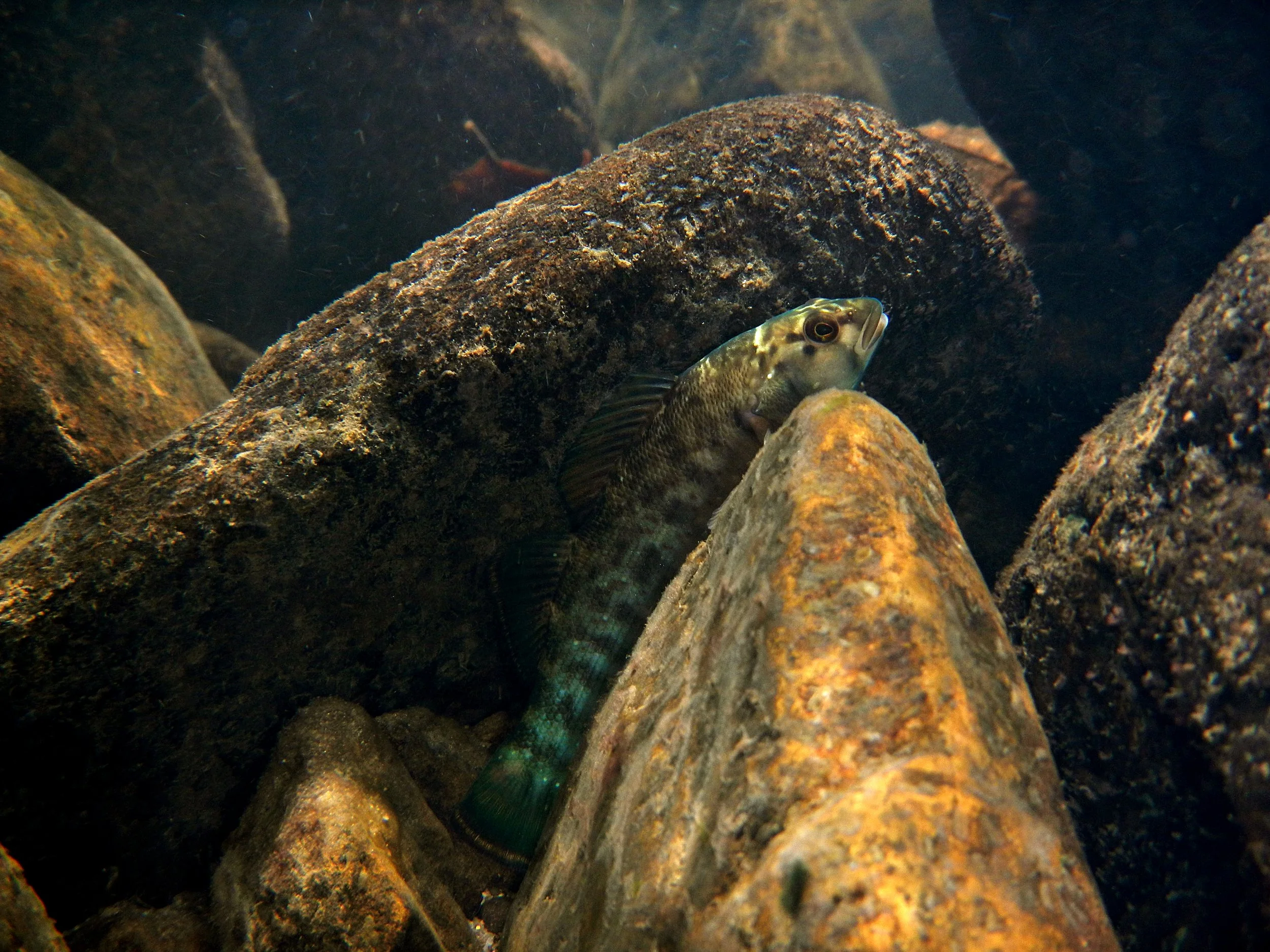 Photo by Derek Wheaton.