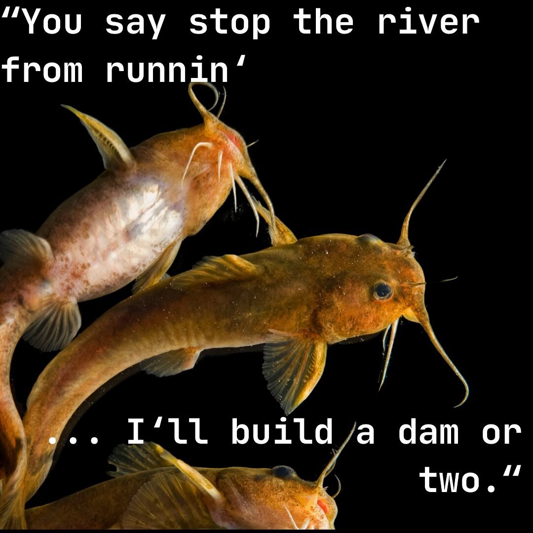 @beyonce Please don&rsquo;t &ldquo;build a dam or two&rdquo;, our native imperiled species depend on connected waterways free from dams and other barriers! Instead please remove dams and allow the rivers to flow naturally. Thanks Queen Bey! 

Lyrics 