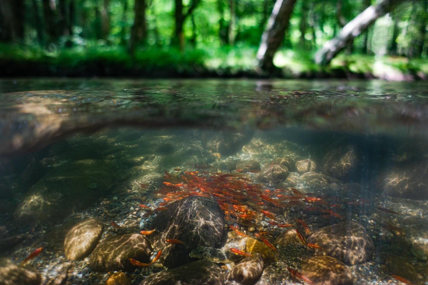 Anyone looking forward to warmer waters so you can snorkel? We&rsquo;re currently planning a Snorkel 101 panel for early summer if folks seem interested in getting to see some crazy biodiversity this year! 

Photo by @enchantingectotherms 

#fish #fi