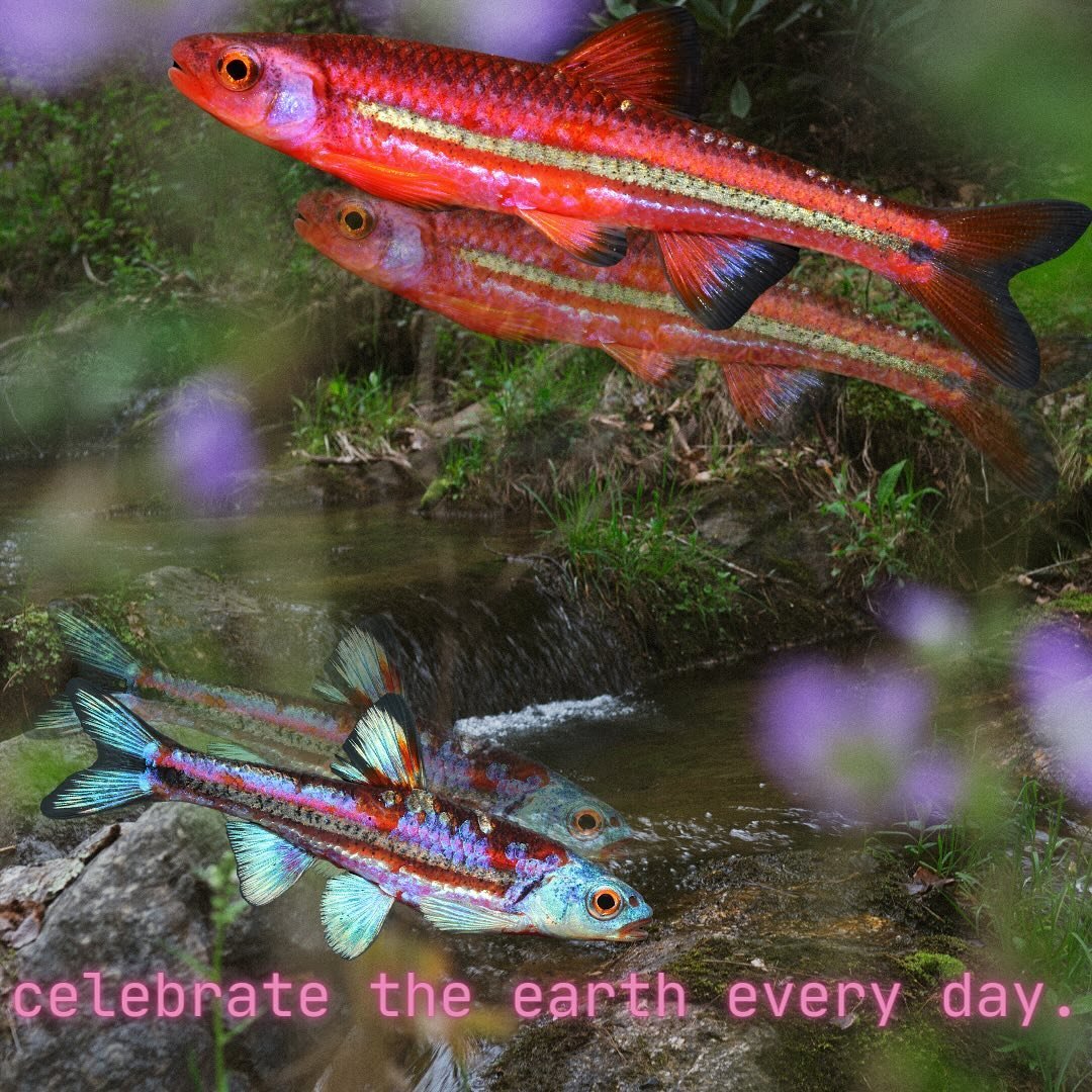 celebrate the earth every day.
celebrate coexistence.
celebrate childlike wonder.
we all belong on earth.
savor your place among the fish and the plants, with the birds that soar and the soil beneath your feet. embrace the waters that sustain us and 