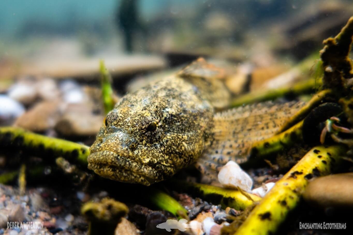 What do you think Banded Sculpins are always frowning about?

🐟 Banded Sculpin, Cottus carolinae
IUCN: LC
*Propagated at CFI in 2009 as mussel hosts; 2020-2022 for restoration into formerly dewatered sections of the Cheoah River in North Carolina.

