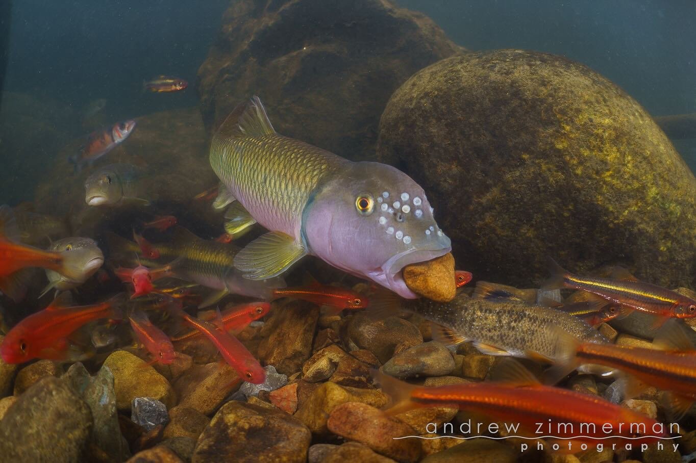me when i find a cool rock at the river 

Thank you to River Chubs for their important service of carrying rocks for their really cool piles. They&rsquo;re great at collecting cool rocks. 

First photo: @andrew.zimmerman.photography 
Second &amp; Thi