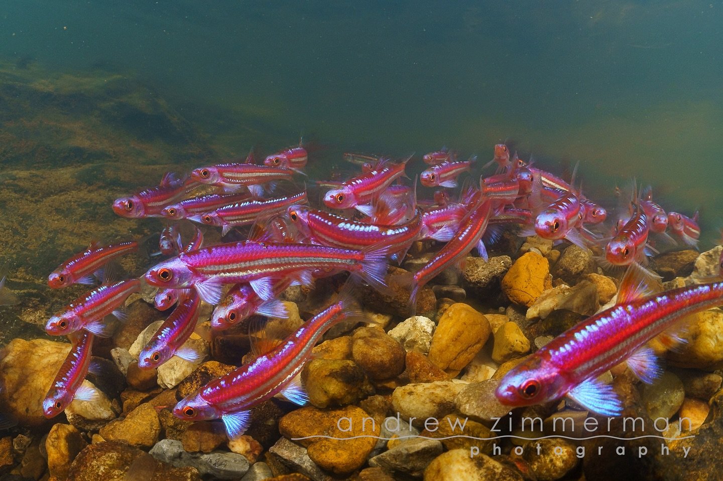 Happy June :)

Rainbow Shiner, Notropsis chrosomus

Photo: @andrew.zimmerman.photography 

#fish #fishing #conservation