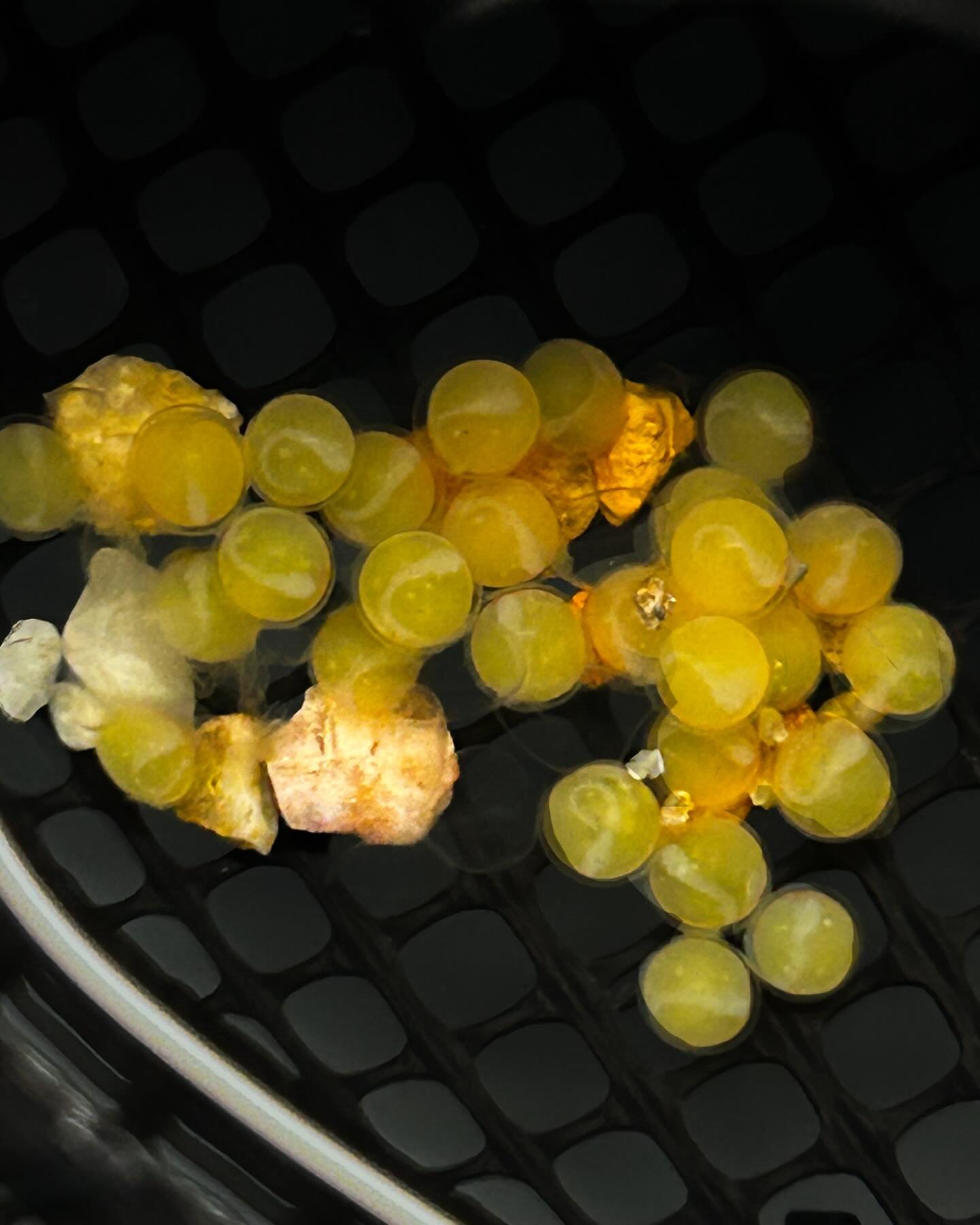 Say hello to our baby Carolina Madtoms!

Listed as Endangered in 2021, we&rsquo;ve been propagating this species since 2018 for propagation protocols, restoration, and we&rsquo;ve held some for an assurance colony. 

Their threats include poor agricu