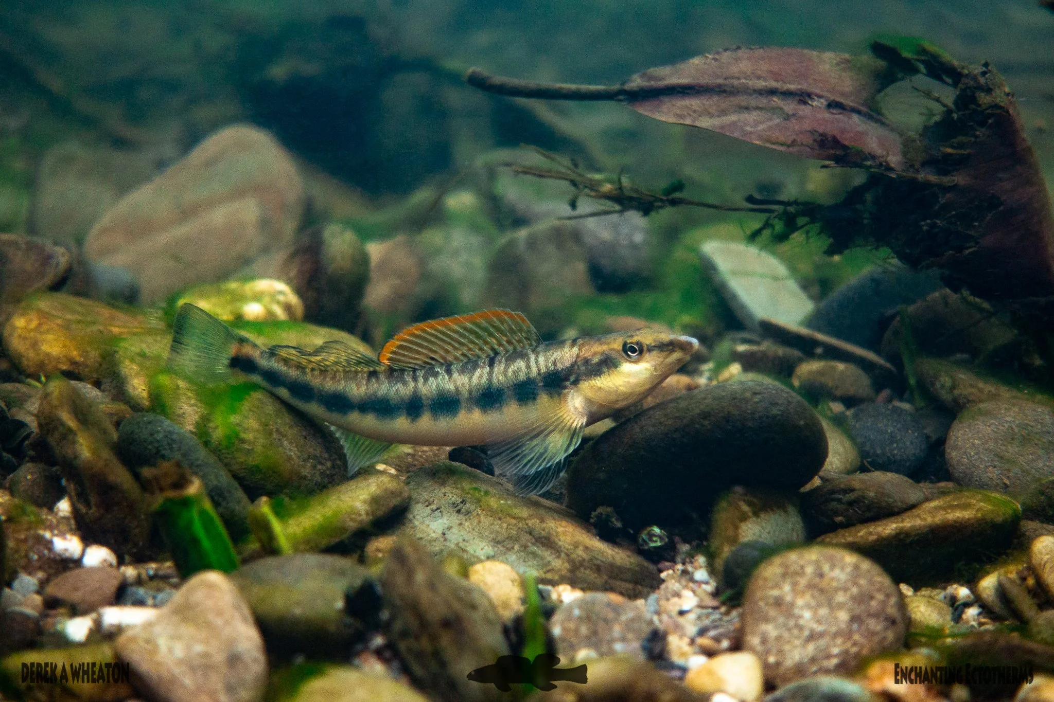 Conservation Roundup: May 2026