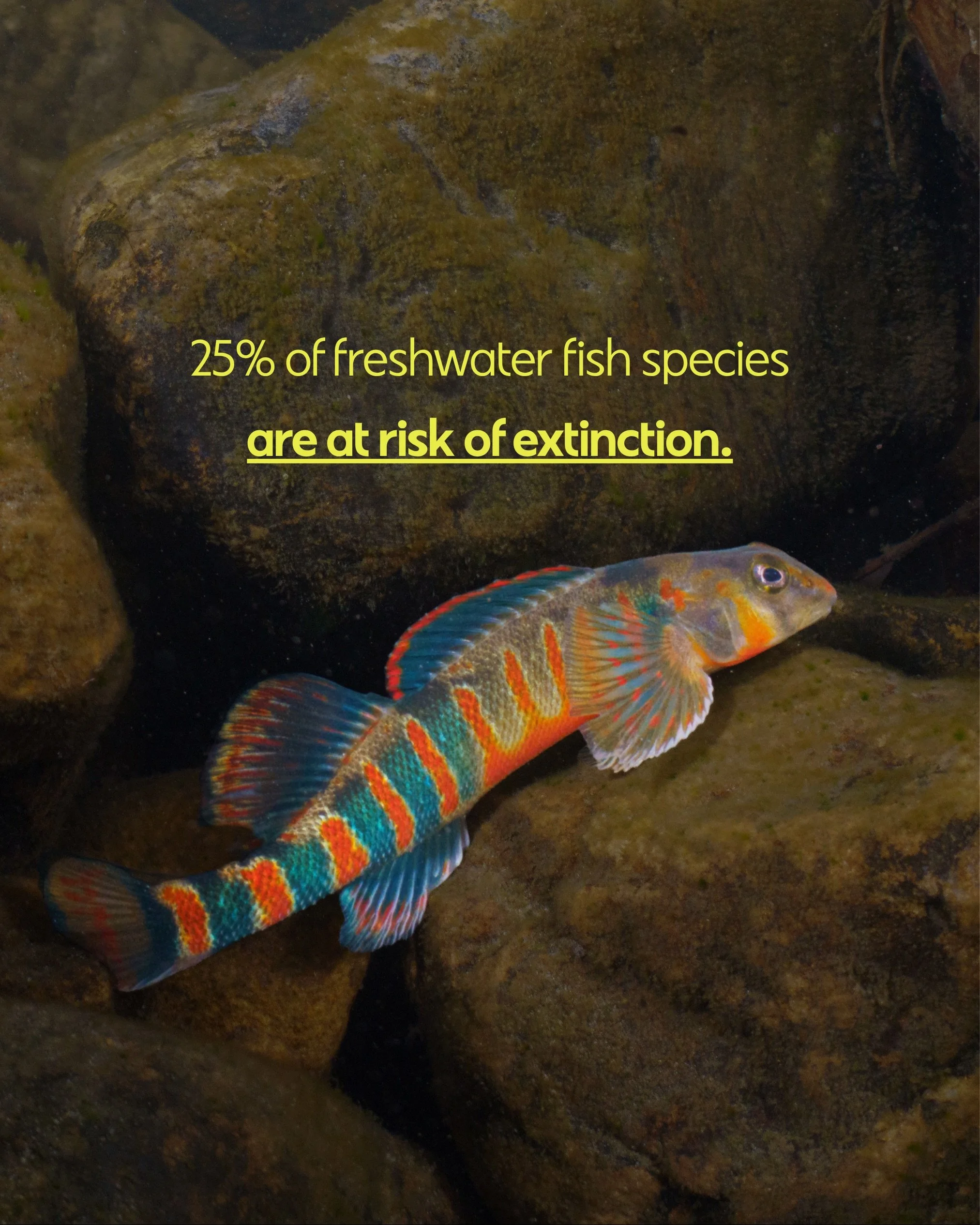 via the IUCN:

Today&rsquo;s update completes the first comprehensive assessment of the world&rsquo;s freshwater fish species, revealing that 25% (3,086 out of 14,898 assessed species) are at risk of extinction. At least 17% of threatened freshwater 