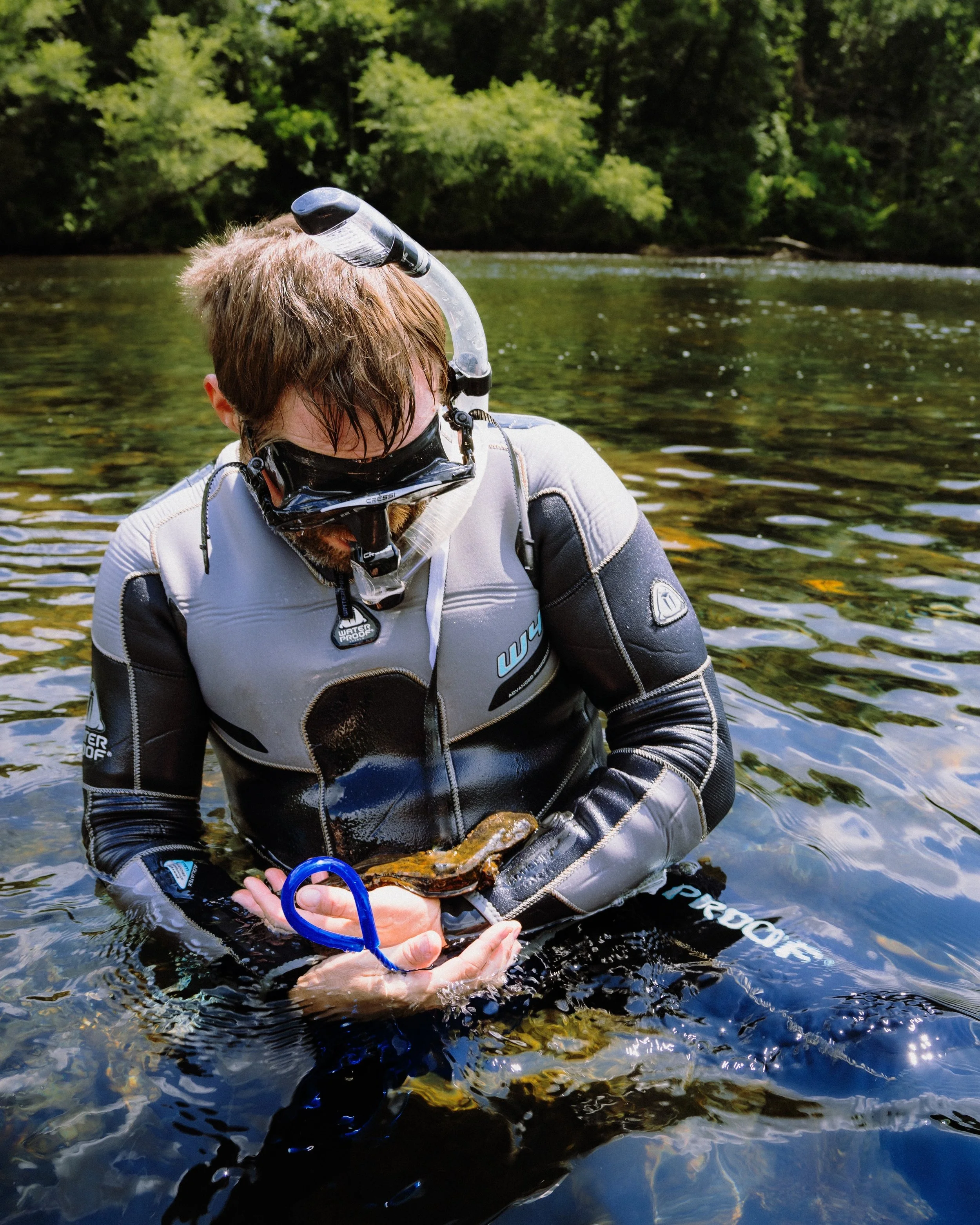 Larval Hellbender collections, 7.7.26 

Thank you to our friends/partners for helping look under small rocks in a cold creek! We can't wait to get back out there. 

#fish #hellbender #fishing #conservation