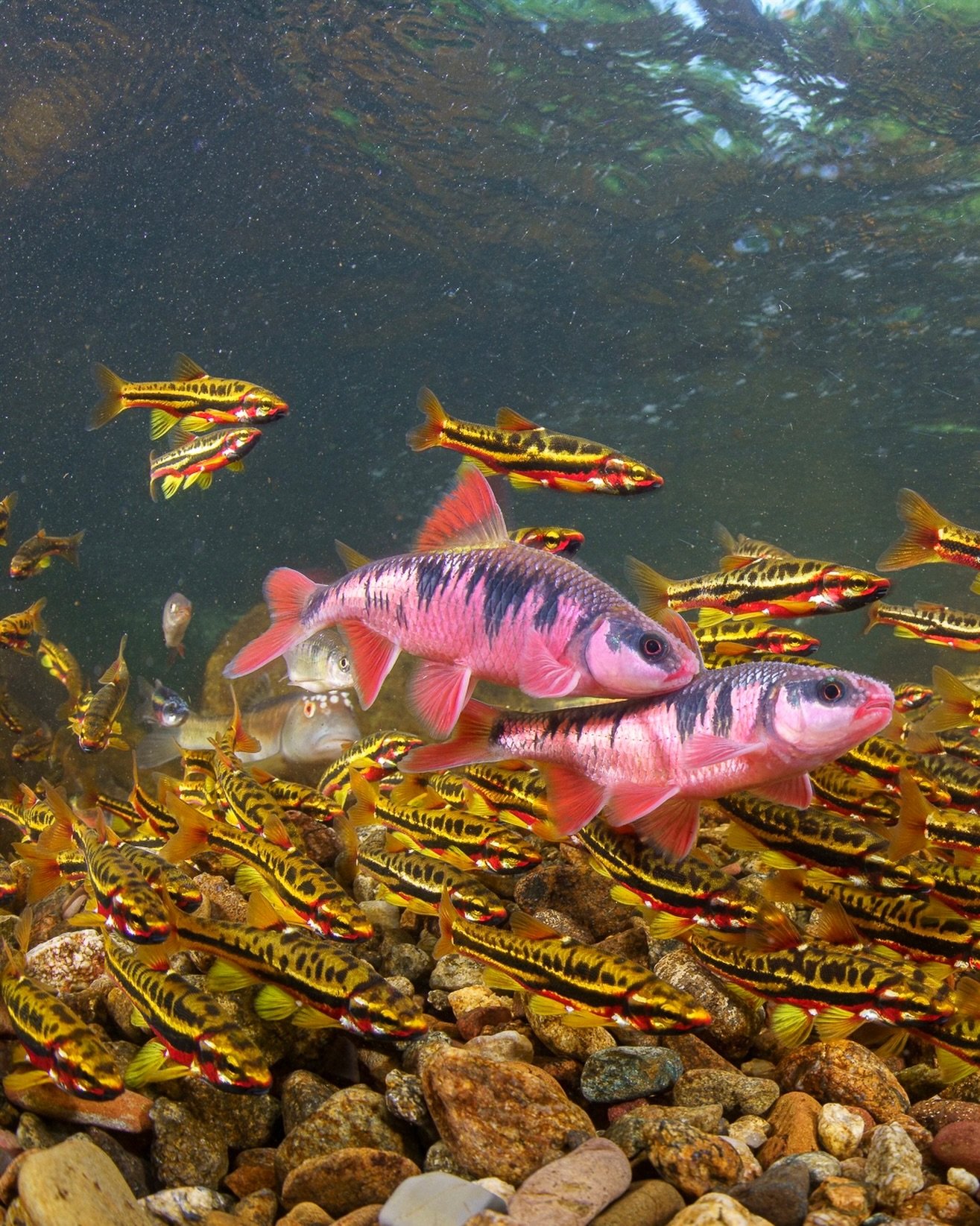 There&rsquo;s a lot of beauty in our freshwater streams and we&rsquo;re lucky we don&rsquo;t have to scuba in a reef to see it. While some folks may consider rivers to be boring in comparison to ocean, you can dip your head in the water and see somet