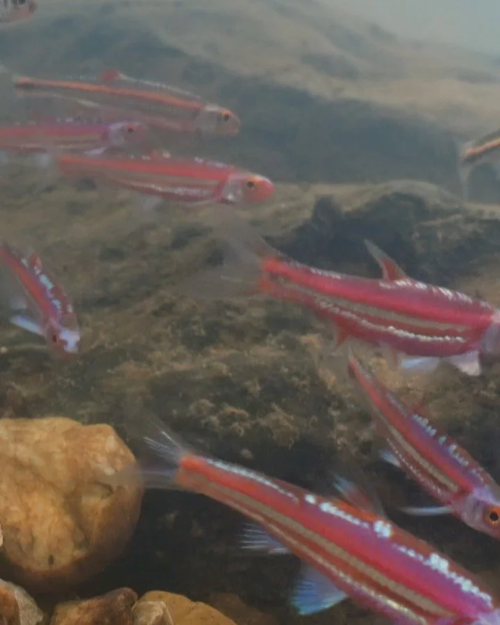 Happy June, y&rsquo;all. 

We love you every day of every month!

Rainbow Shiners, Hydrophlox chrosomus

Footage: @andrew.zimmerman.photography
