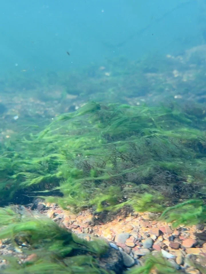 Have you been snorkeling yet this year? Right now is the perfect time! If you&rsquo;re lucky and look enough, you may see some minnow nests from above water 👀

Tangerine Darter footage: @andrew.zimmerman.photography 

#fish #fishing #fishes #tenness