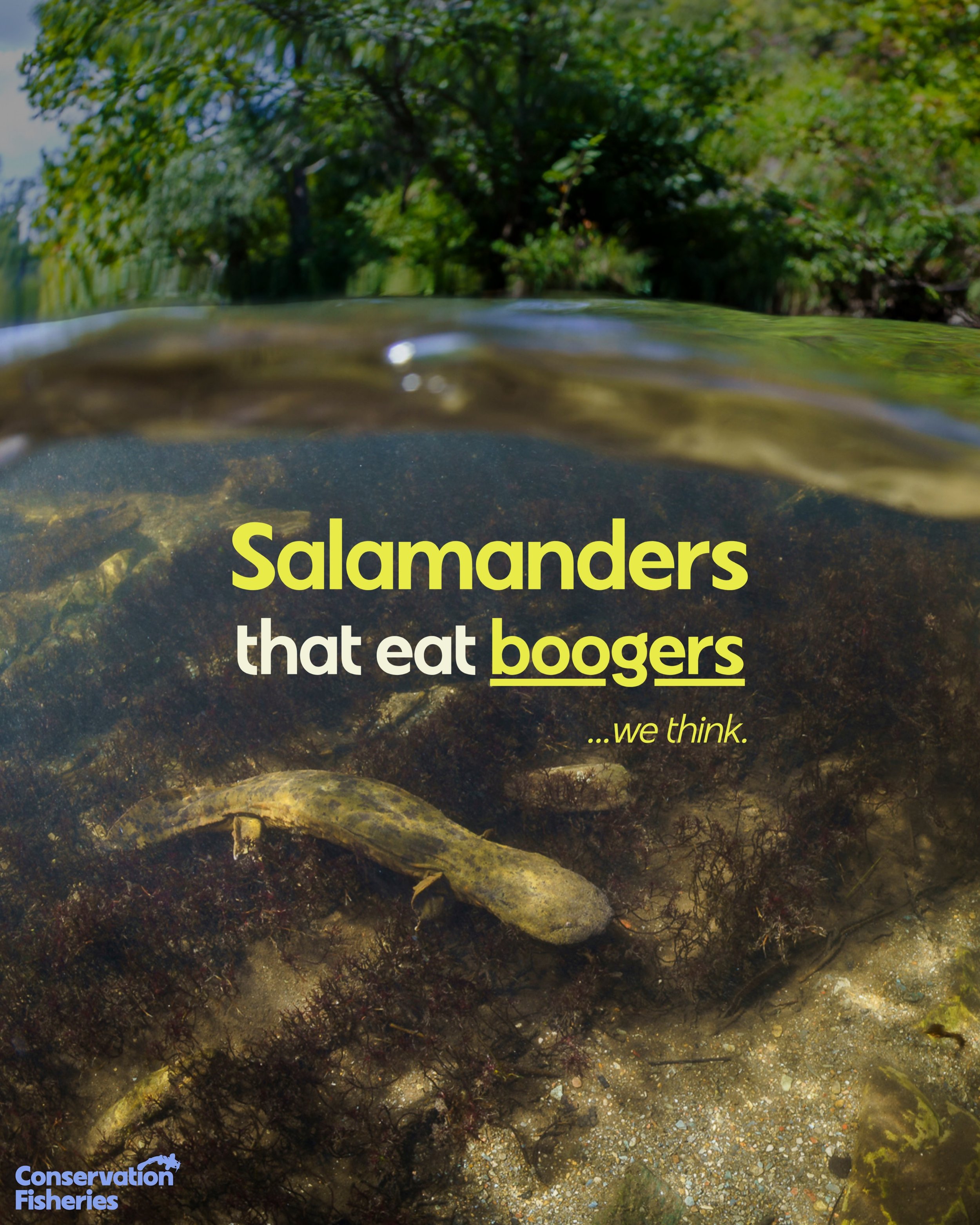 We&rsquo;re so thankful our Field Coordinator Andrew ZImmerman (@andrew.zimmerman.photography) could capture these spectacular photos of this male Hellbender eating his own mucus layer. Here&rsquo;s the story for these photos:

&ldquo;For the first i