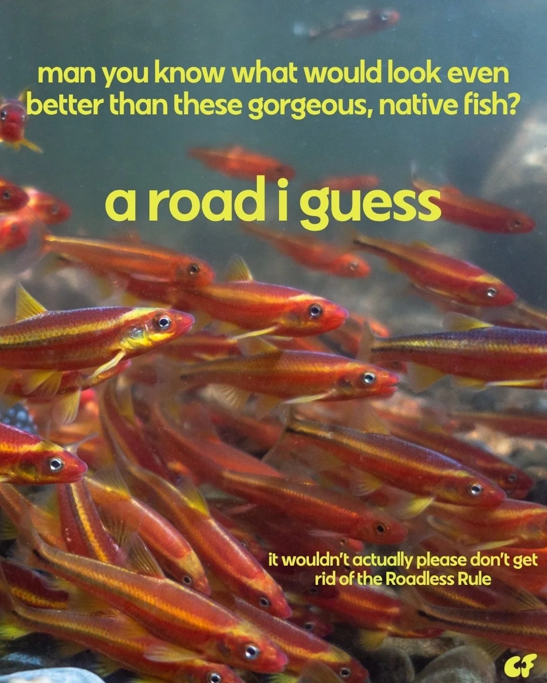 don&rsquo;t worry guys a lot of us voted for Brinity to win Love Island !! 

Saffron Shiner &amp; Bluemask Darter photo: @enchantingectotherms 
Candy Darter photo: @joelsartore 

#fish #fishing #fishes #fishmemes