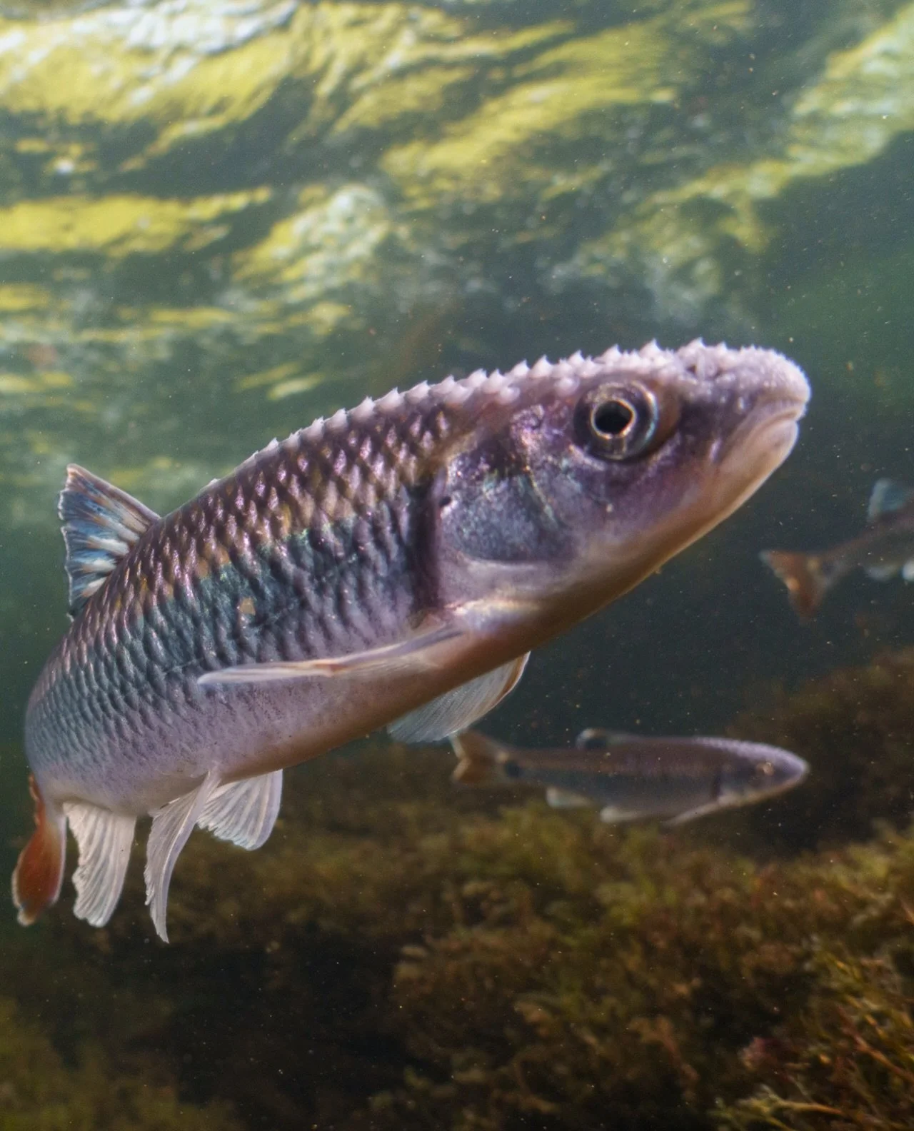 Fieldwork finally over for the year? Great timing! 

Our annual fish flash tattoo WEEKEND is right around the corner (or rock if you&rsquo;re an Alabama Shiner) and we&rsquo;re beyond ecstatic to see everyone get more niche fish tattoos. 

More info 