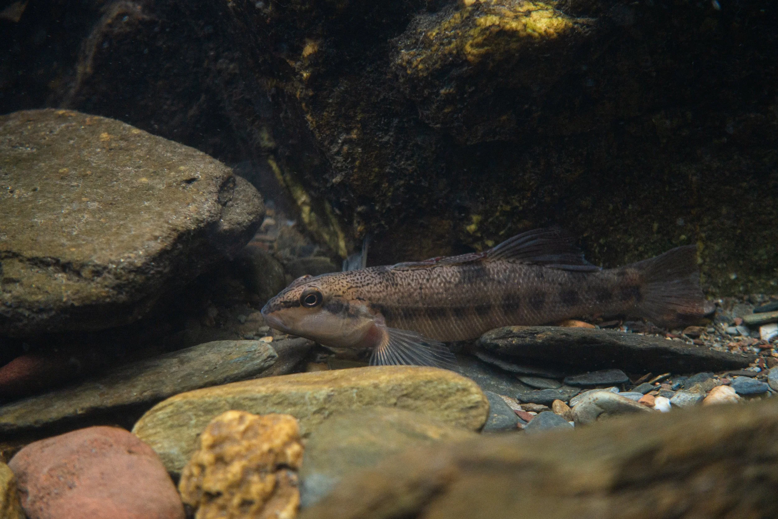 Photo by Derek Wheaton