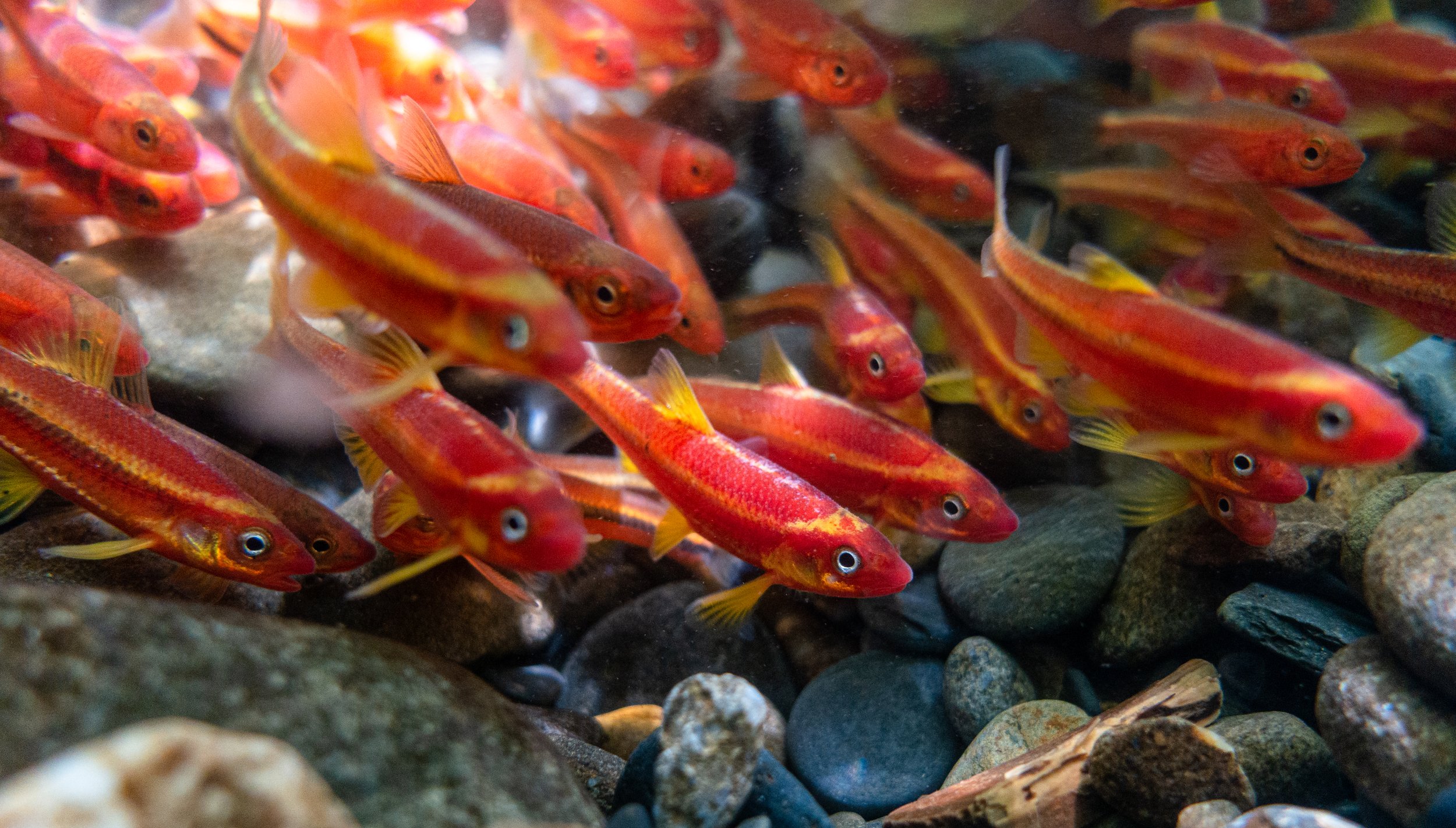 Photo by Derek Wheaton