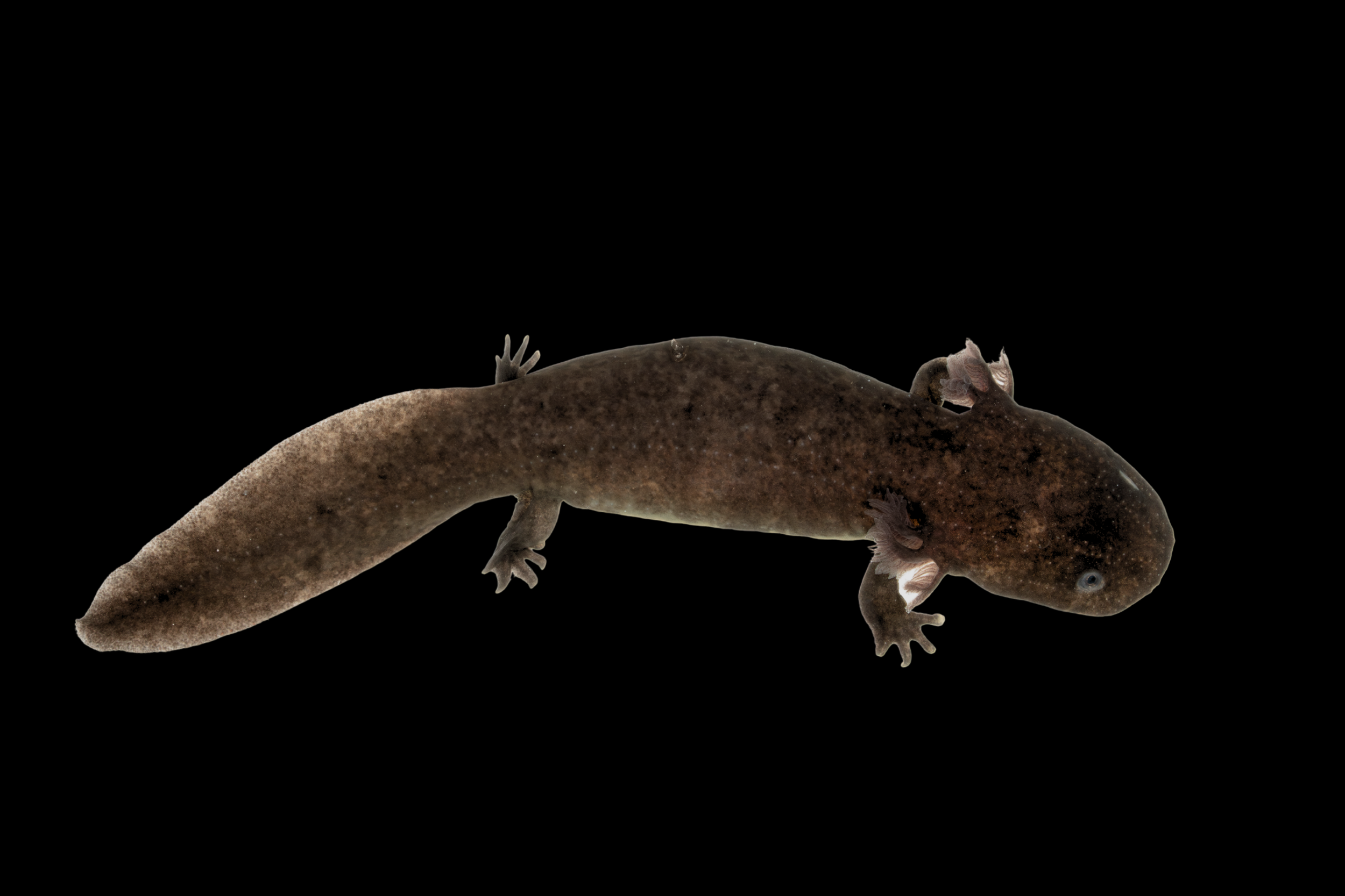 Photo by Enchanting Ectotherms.