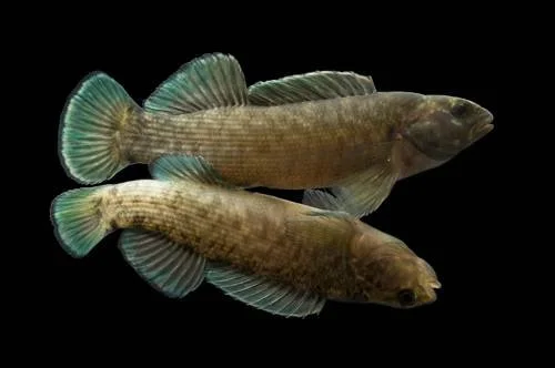 Photo by Joel Sartore