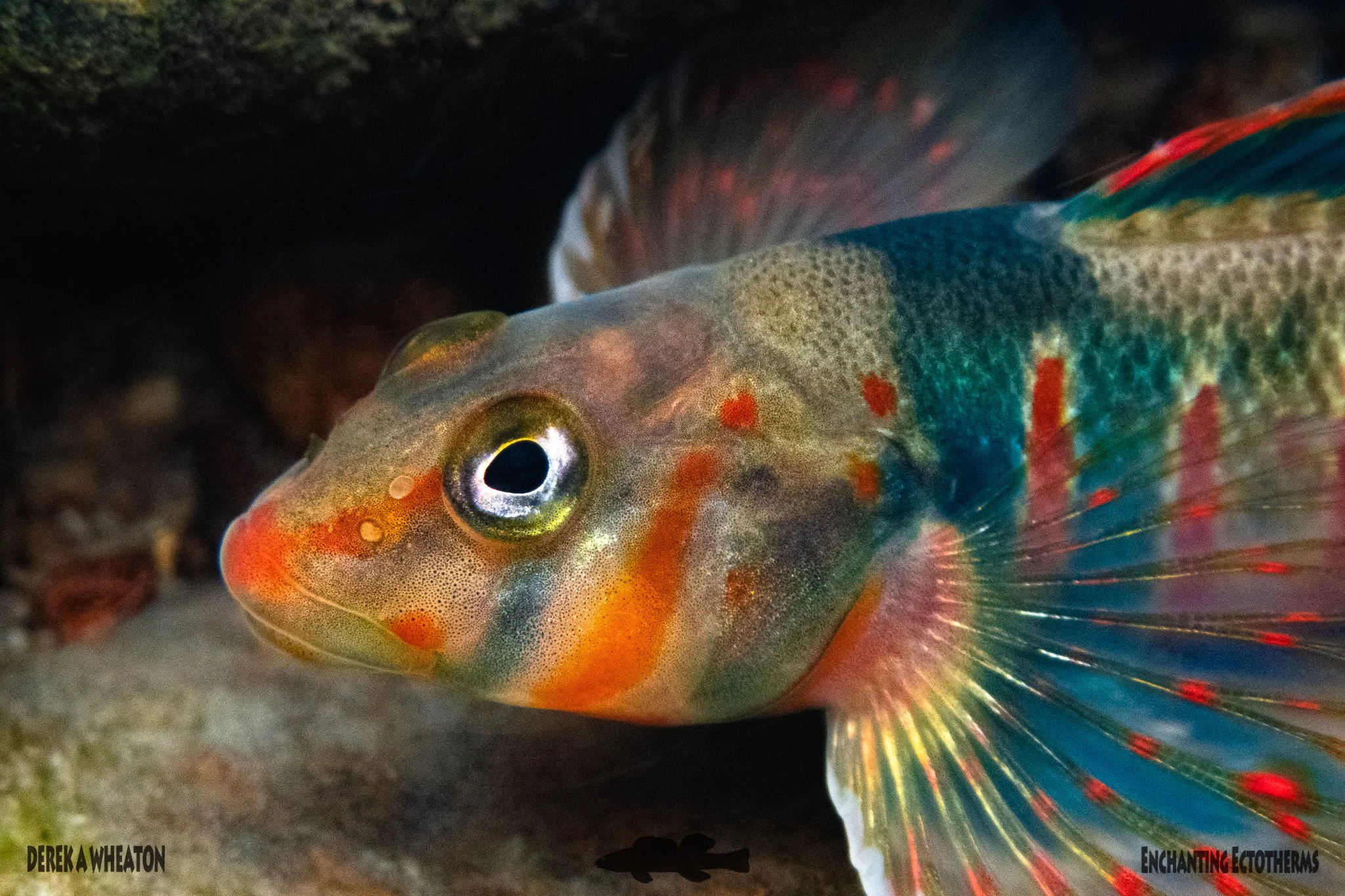 Photo by Derek Wheaton.