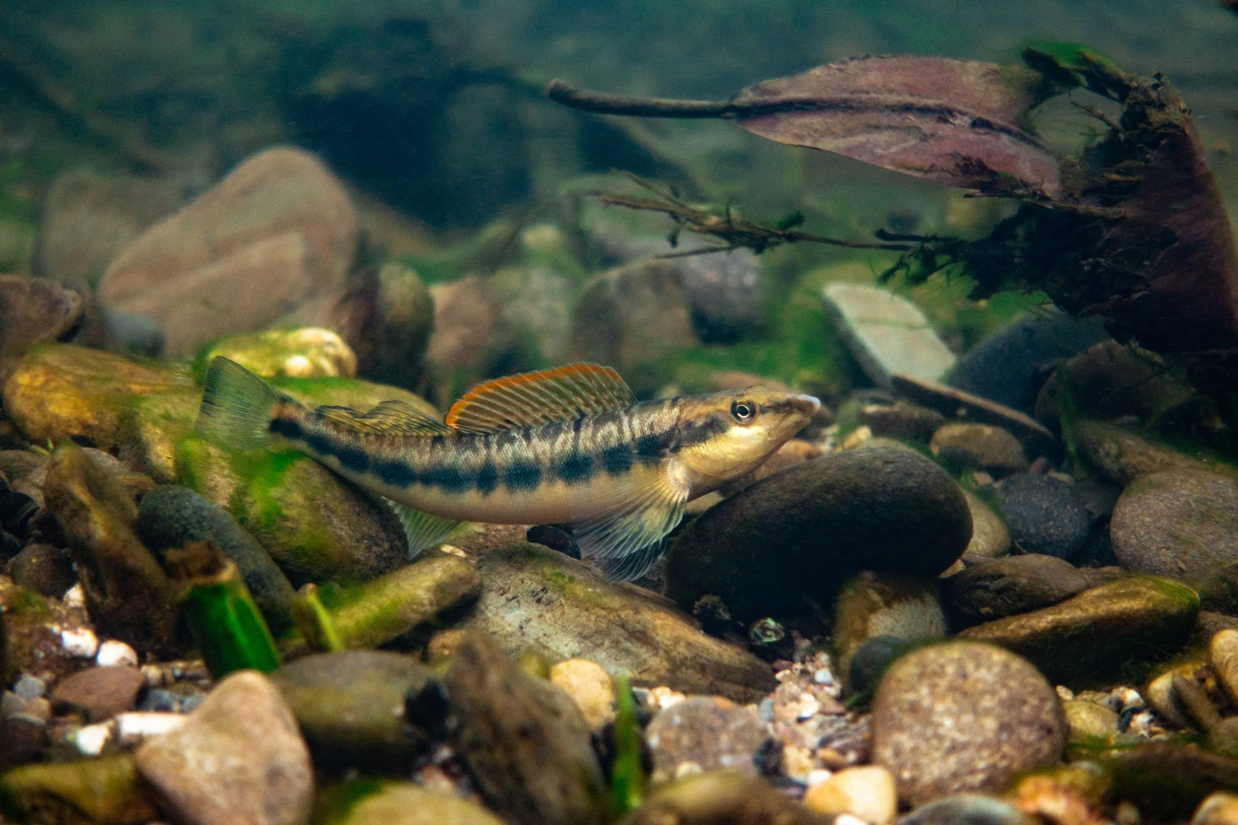 Photo by Derek Wheaton