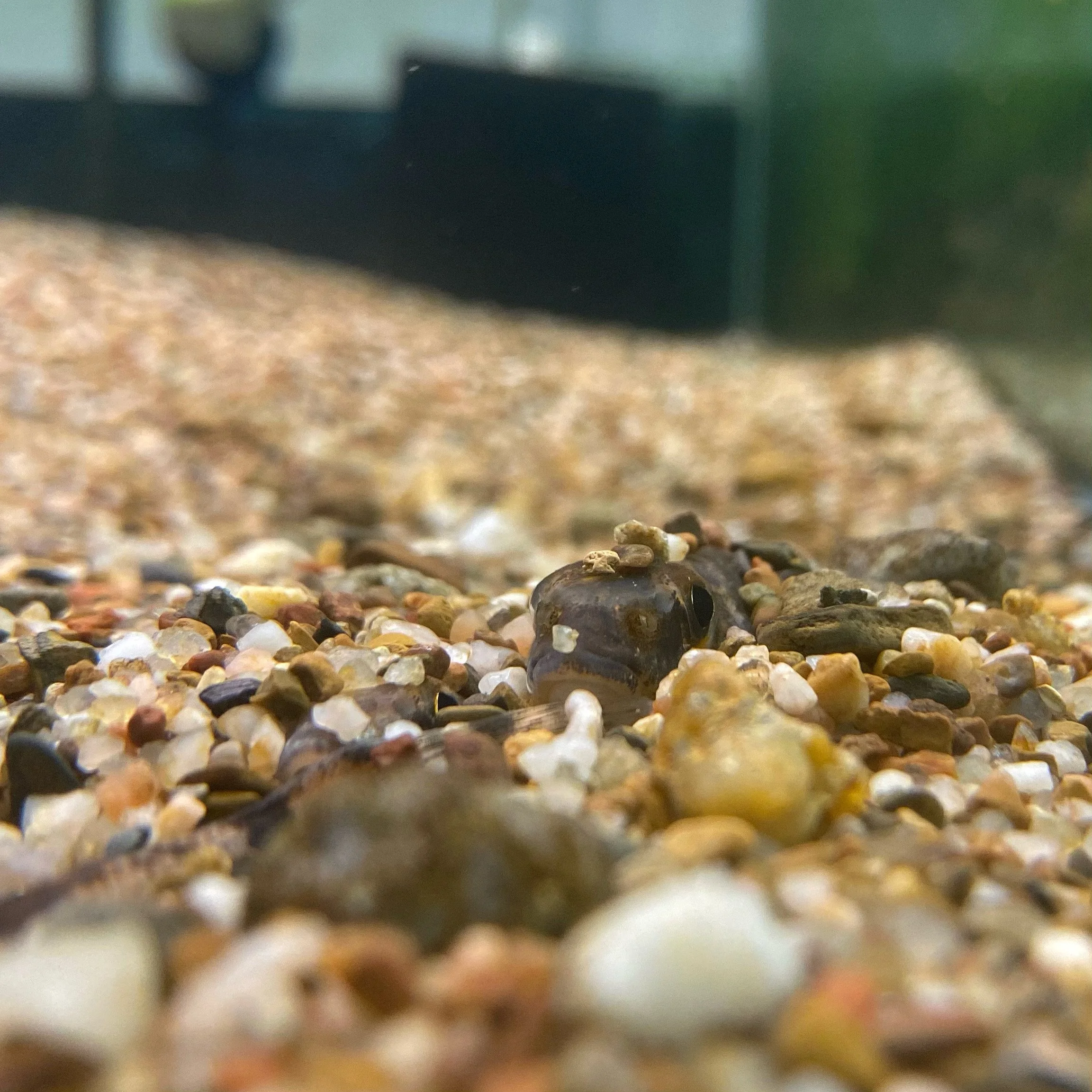 Photo by Curt Brewer.