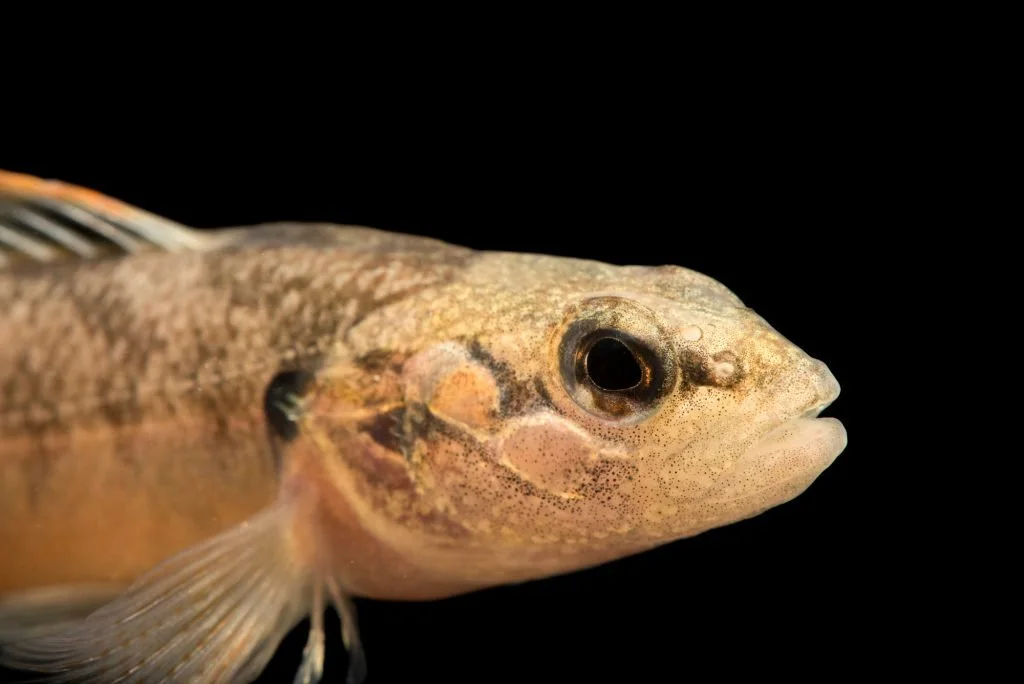 Photos by Joel Sartore.