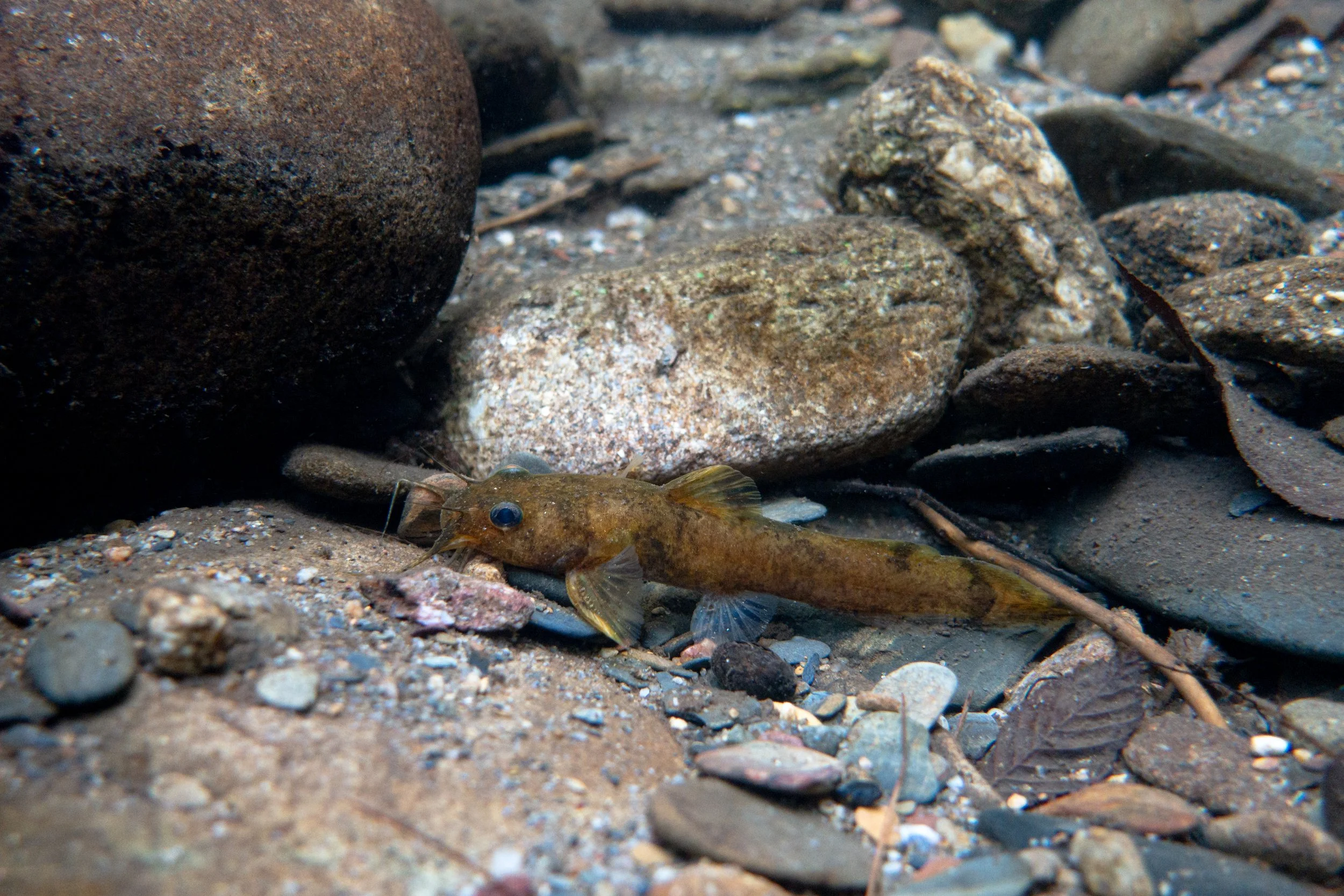 Photo by Derek Wheaton.