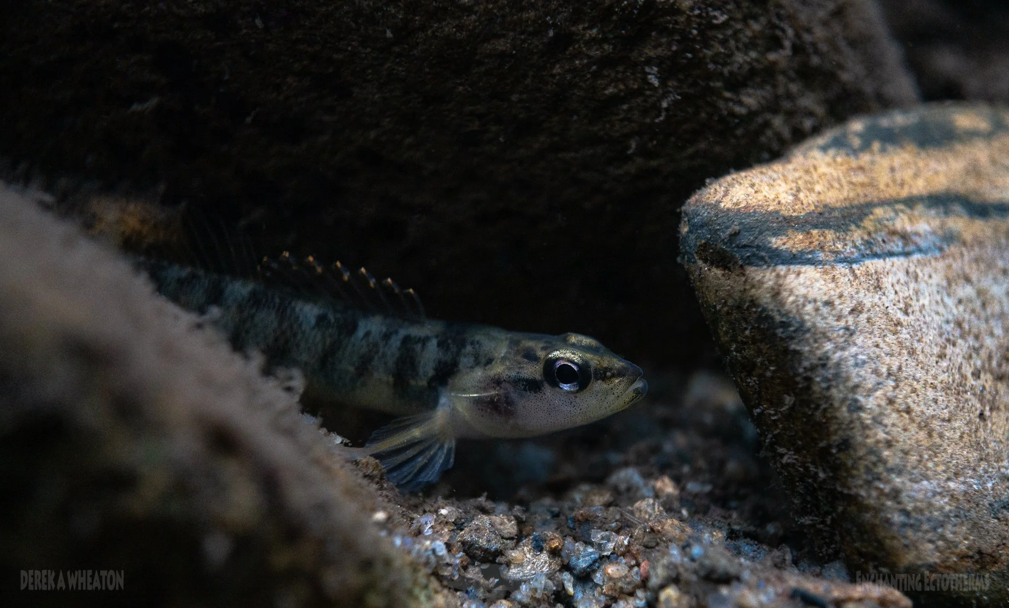 Photo by Derek Wheaton.