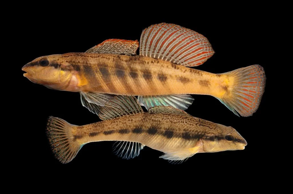 Photo by Joel Sartore
