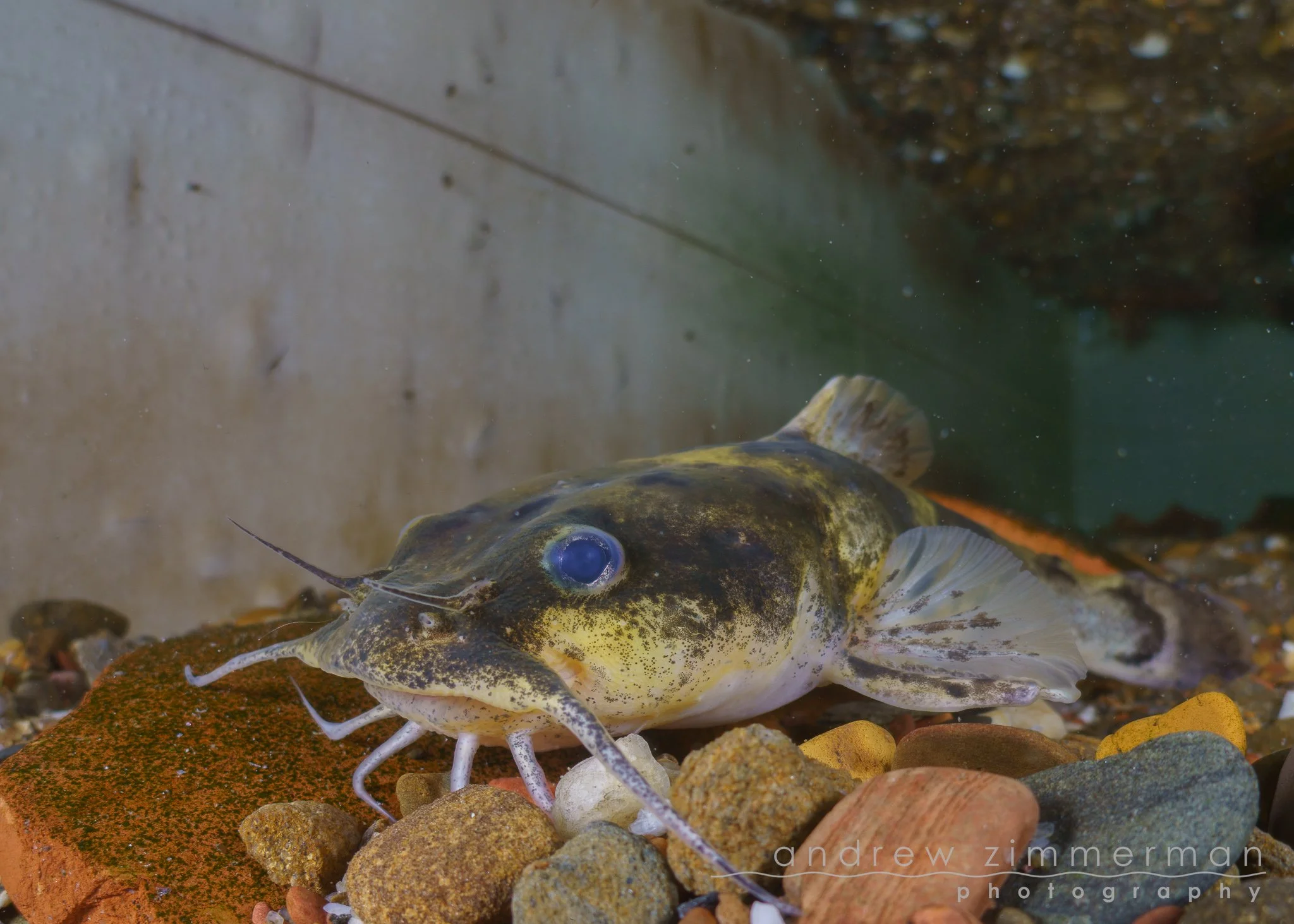 Photo by Andrew Zimmerman.