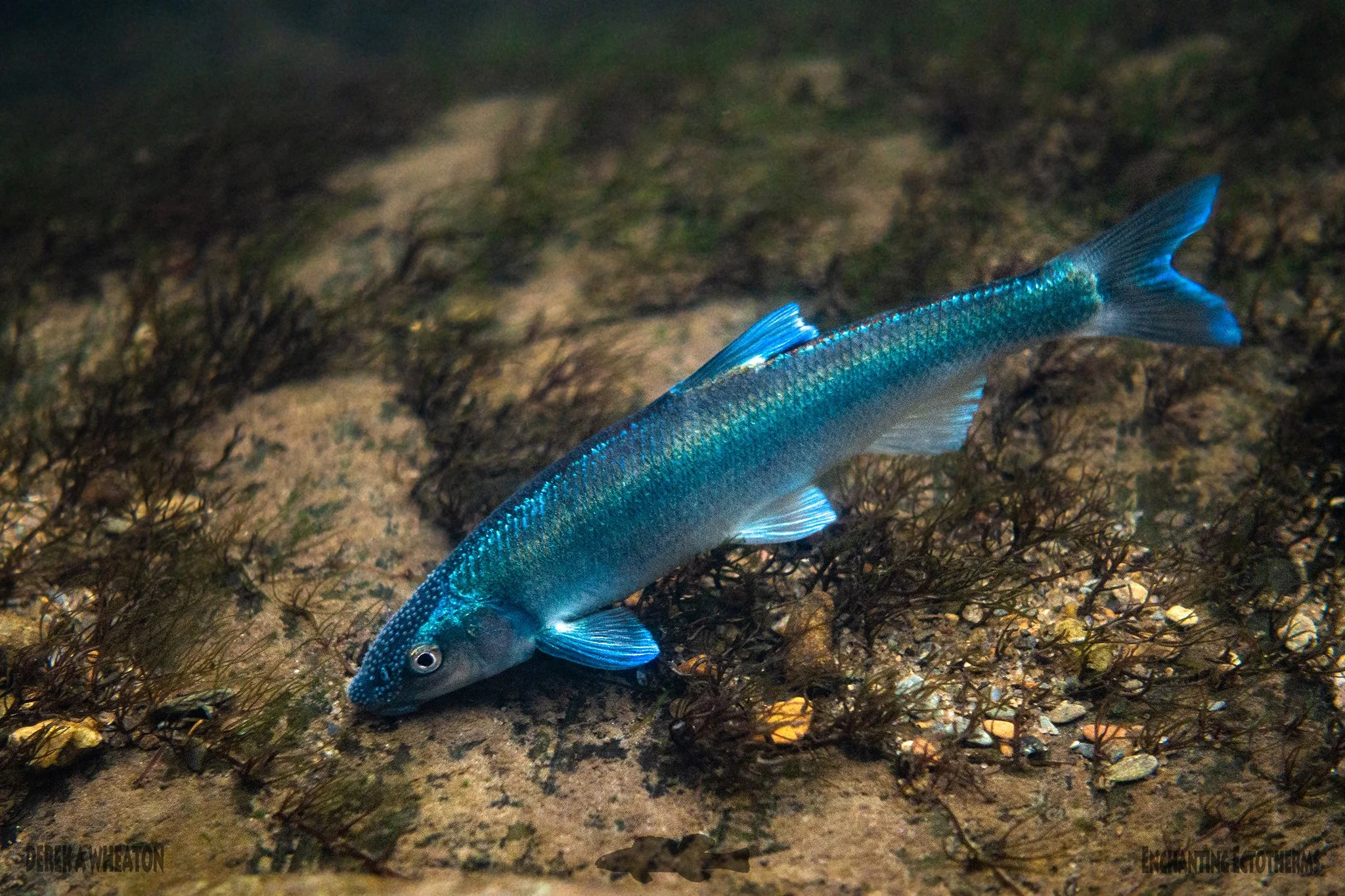 Photo by Derek Wheaton.