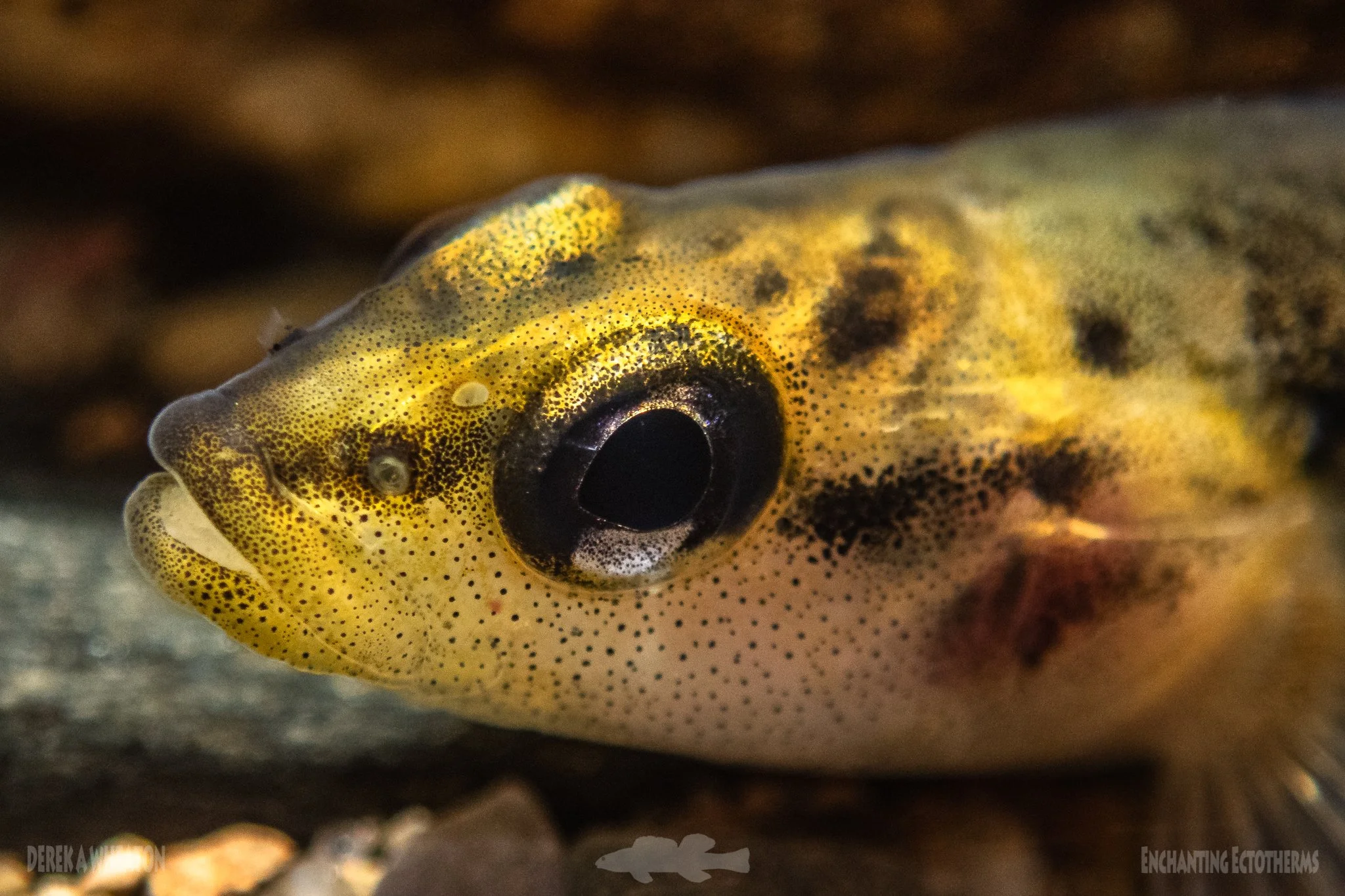 Photo by Derek Wheaton.