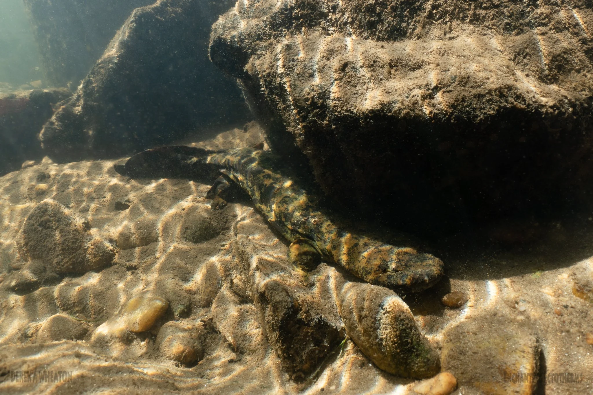 Photo by Enchanting Ectotherms.