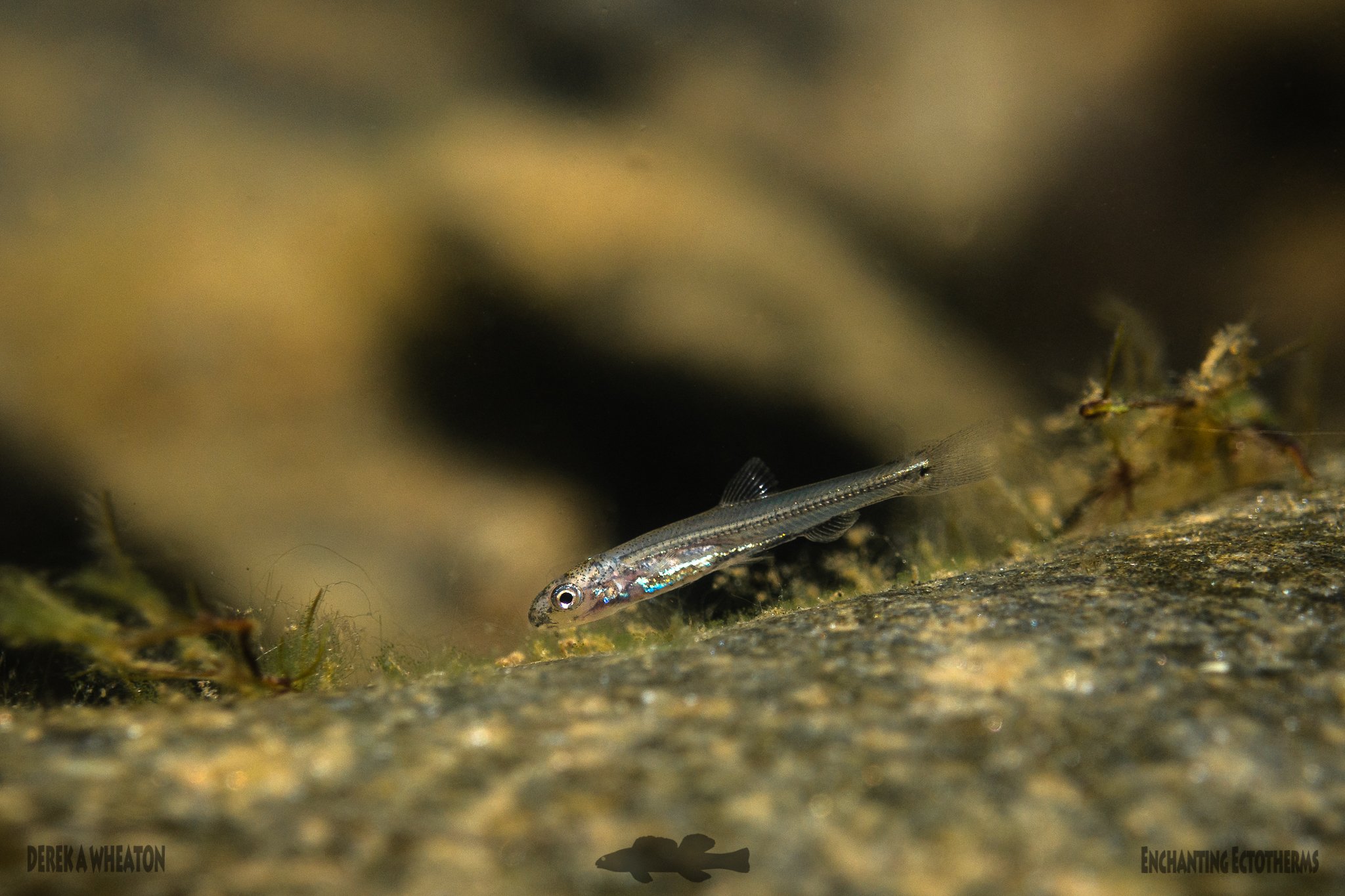 Photo by Derek Wheaton during one of our Spotfin releases.