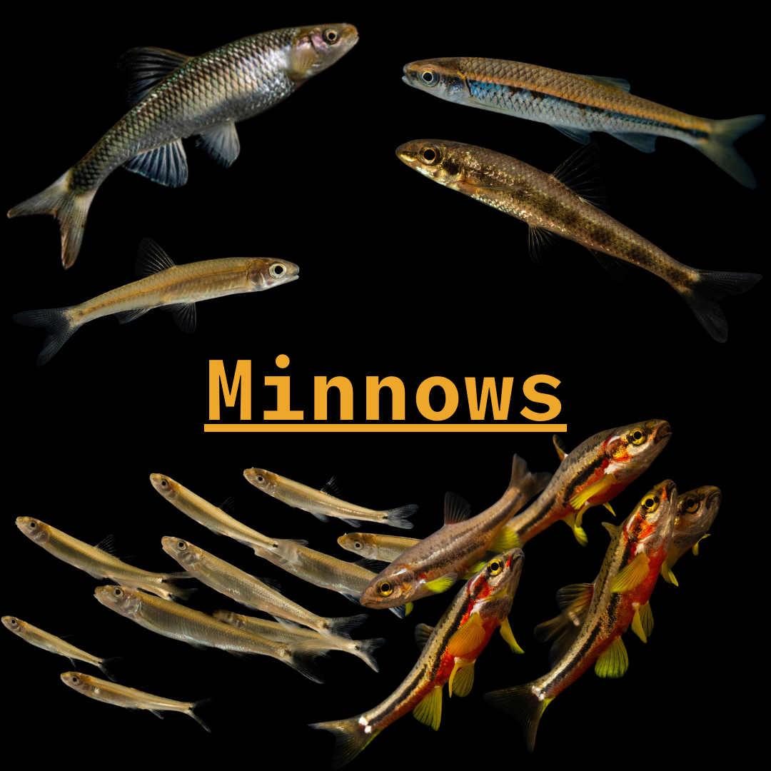 The Most Common Types of Minnows - Henneke Fish Hatchery