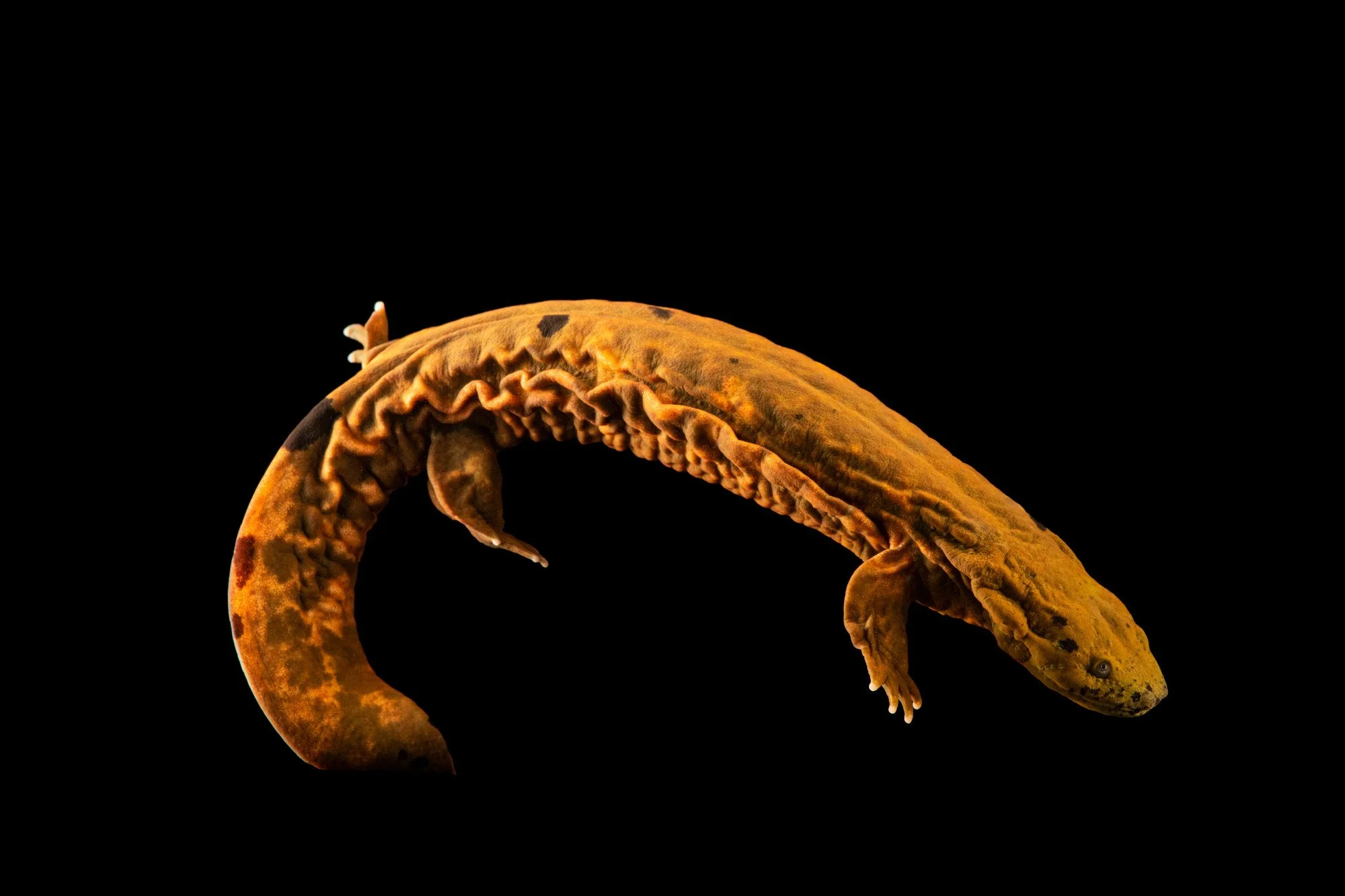 Eastern Hellbender
