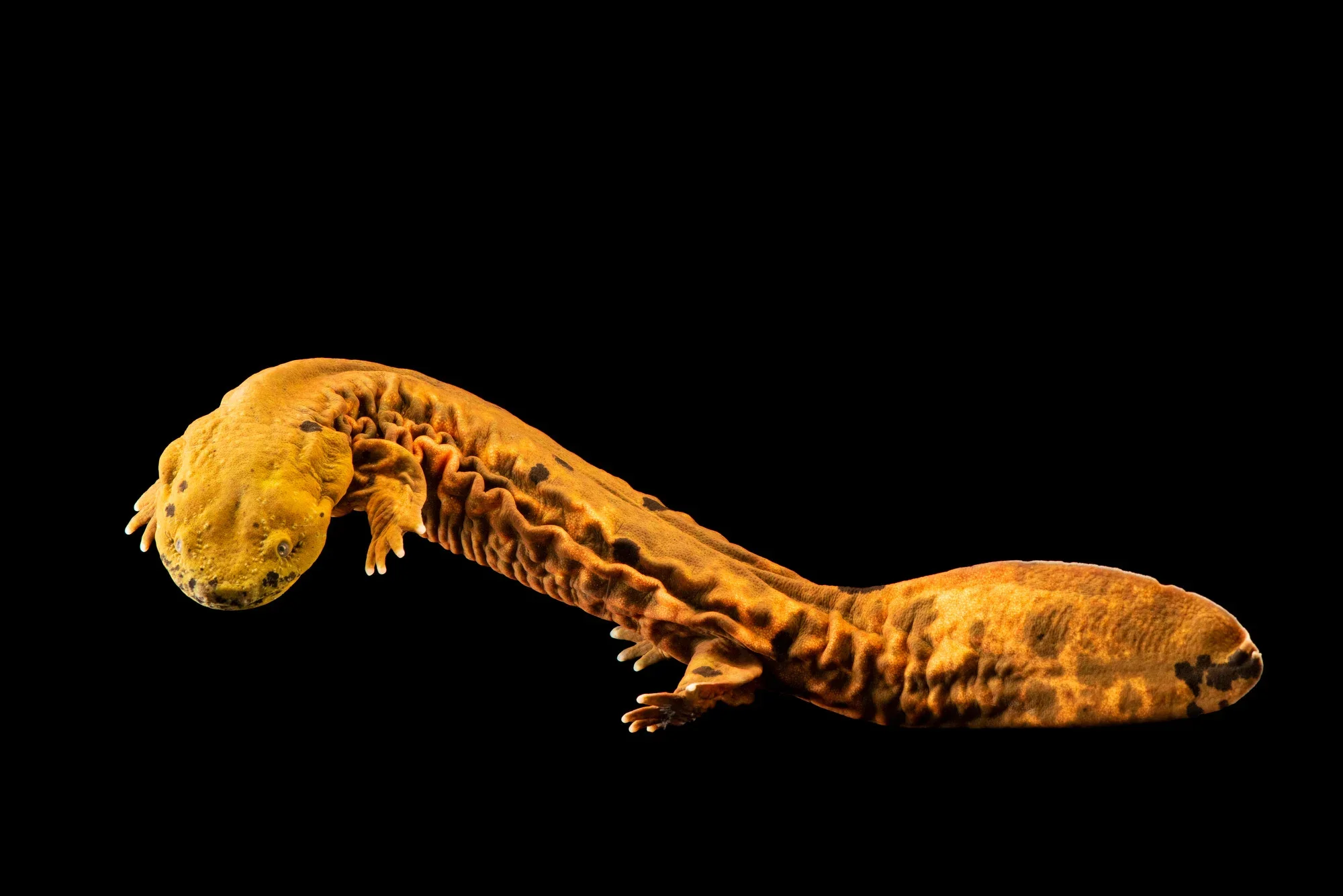 Photo by Joel Sartore.