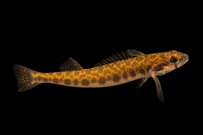 Photo by Joel Sartore.