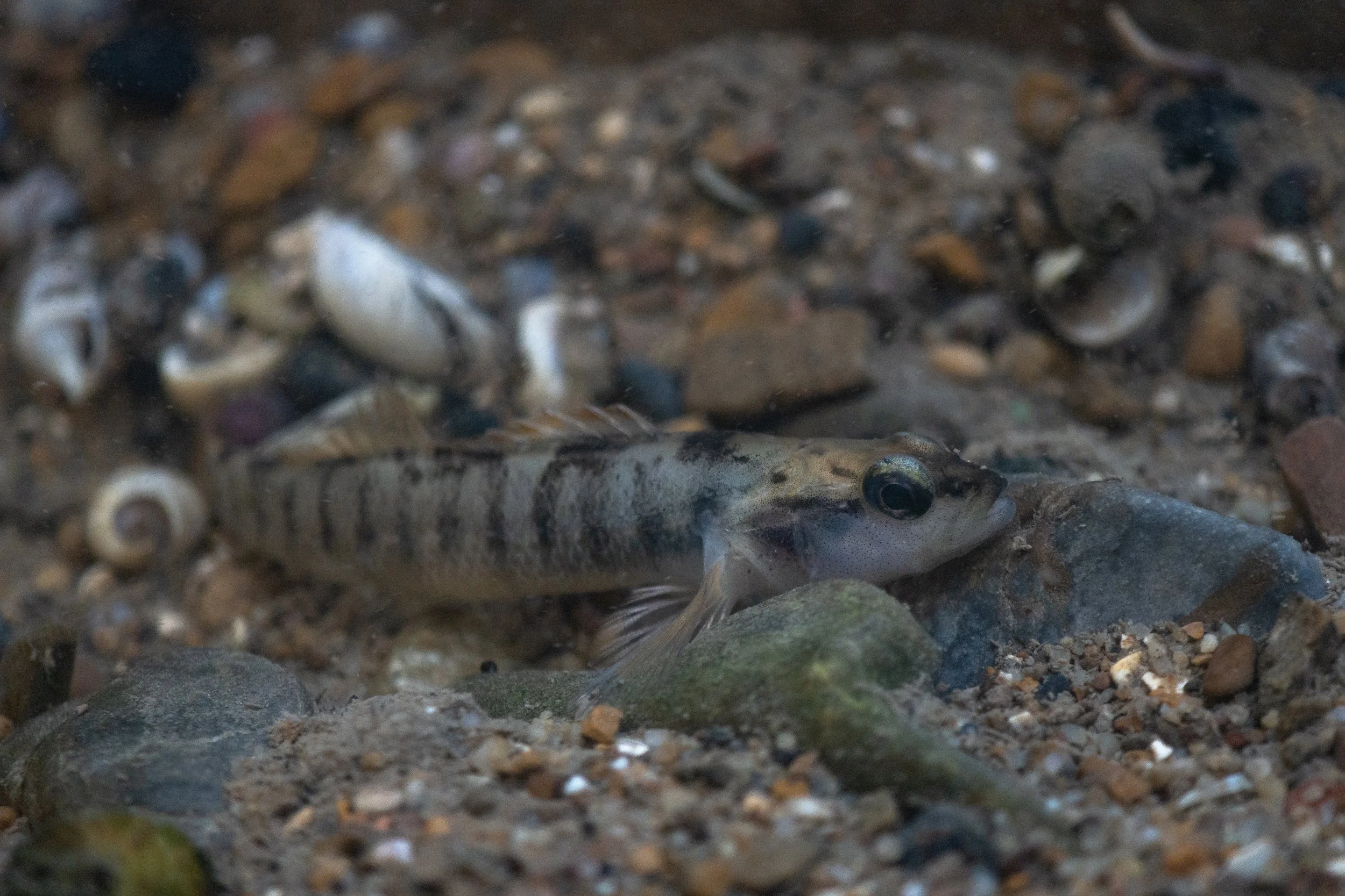 duskytail darter_wheaton.jpg