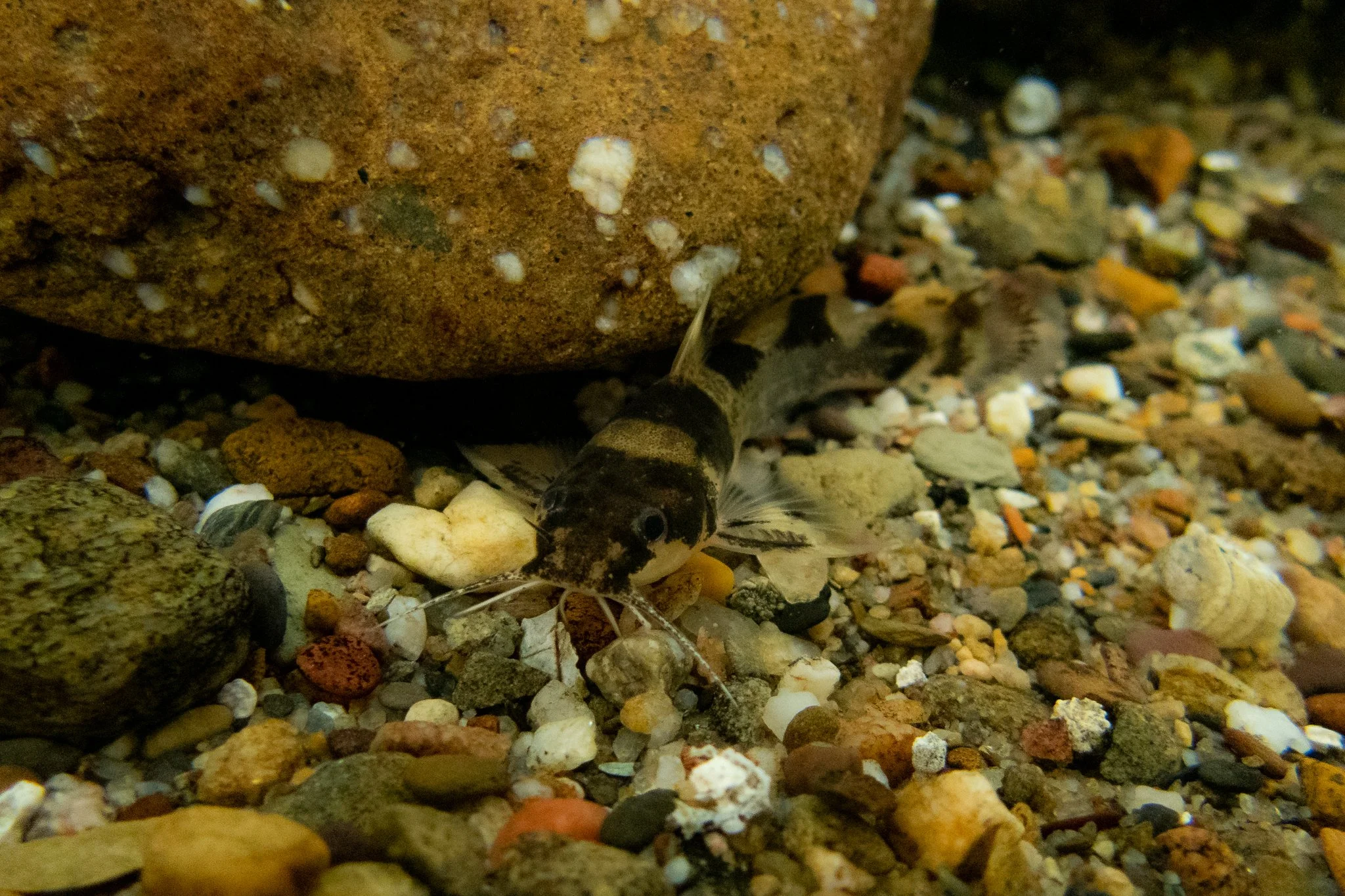 Photo by Derek Wheaton.