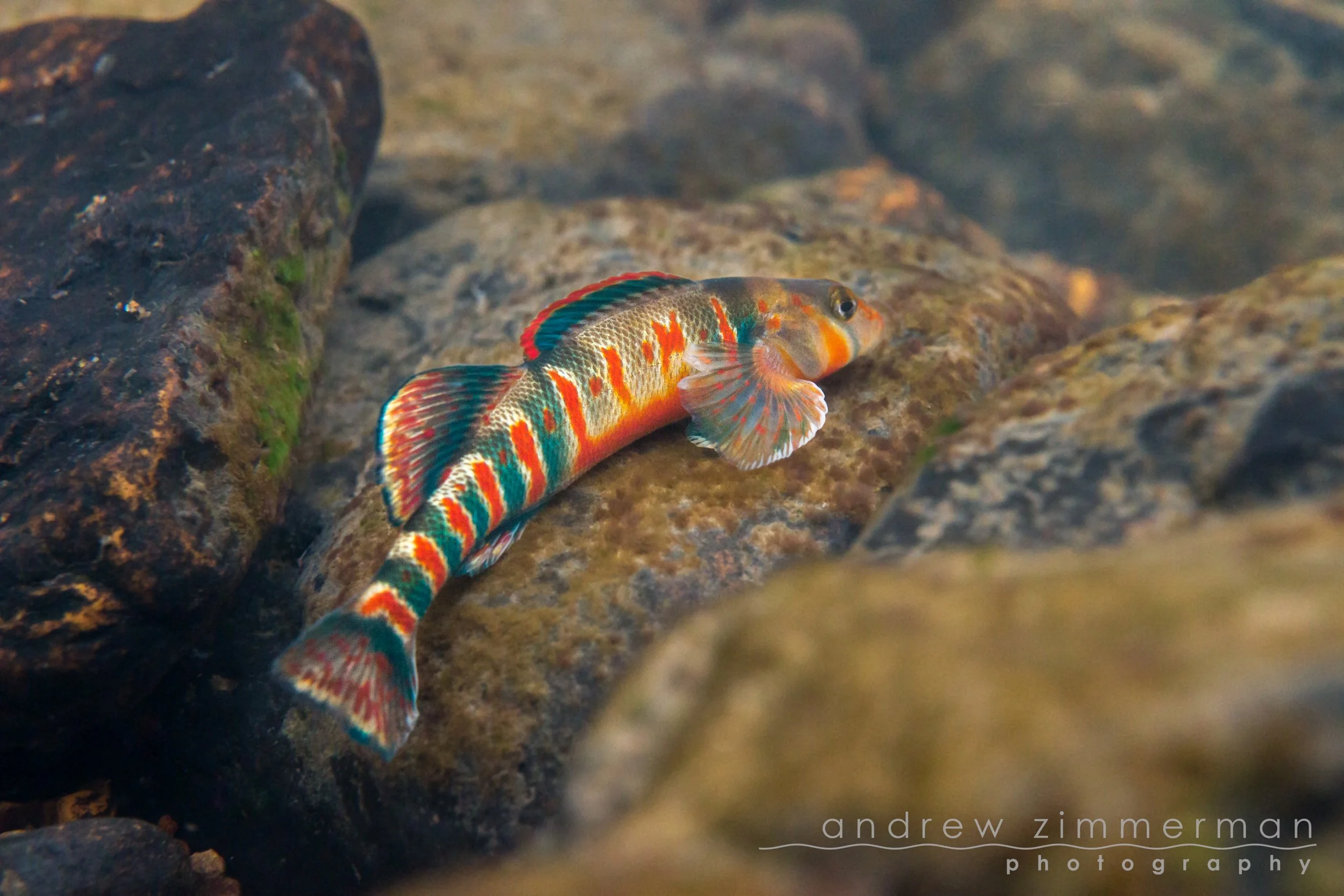 Photo by Andrew Zimmerman.