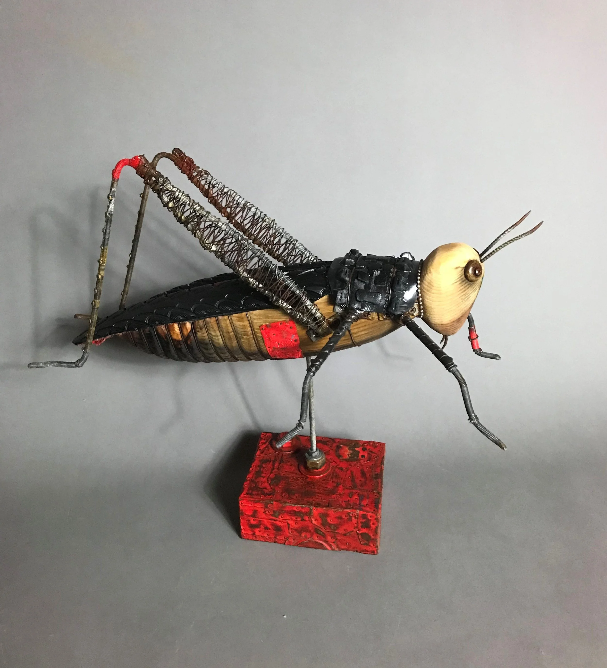 red winged laughing Grasshopper.jpg