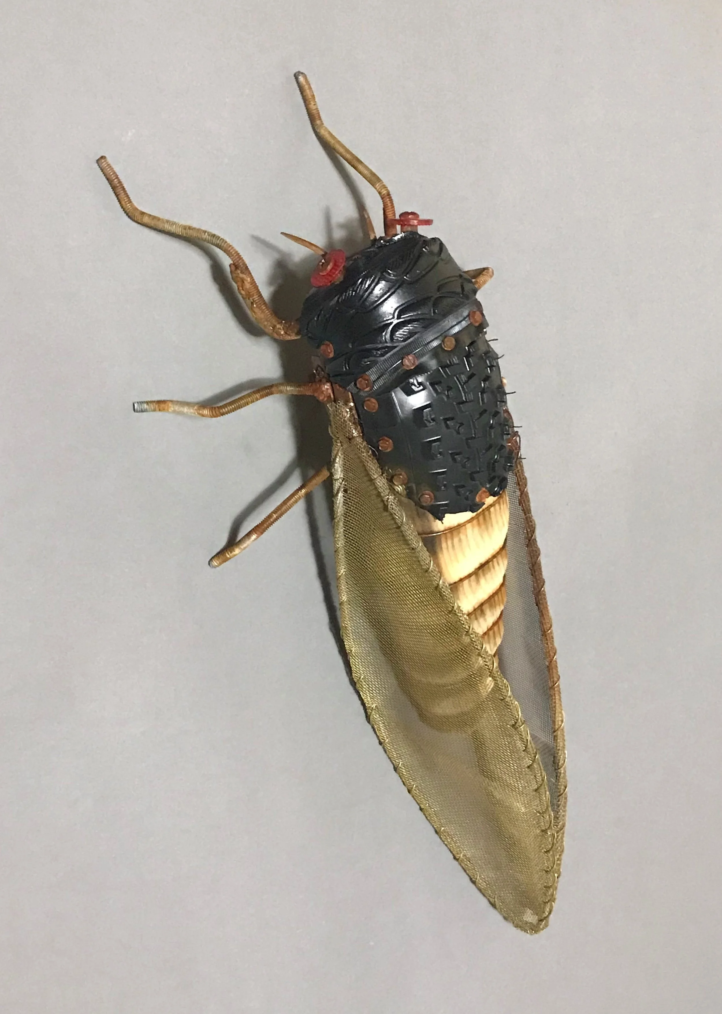 cicada.jpg