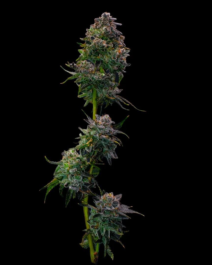 Bannana Punch! 🍌🍌🍌
Are you looking for those citrus flavors 😋 that you'll feel from head to toe! Than look no further than Banna Punch a Hybrid cross between Bannana Kush and Purple Punch!! Grown by you're Favorite Farm!! CUELLAR FARMS! 😁

Growe