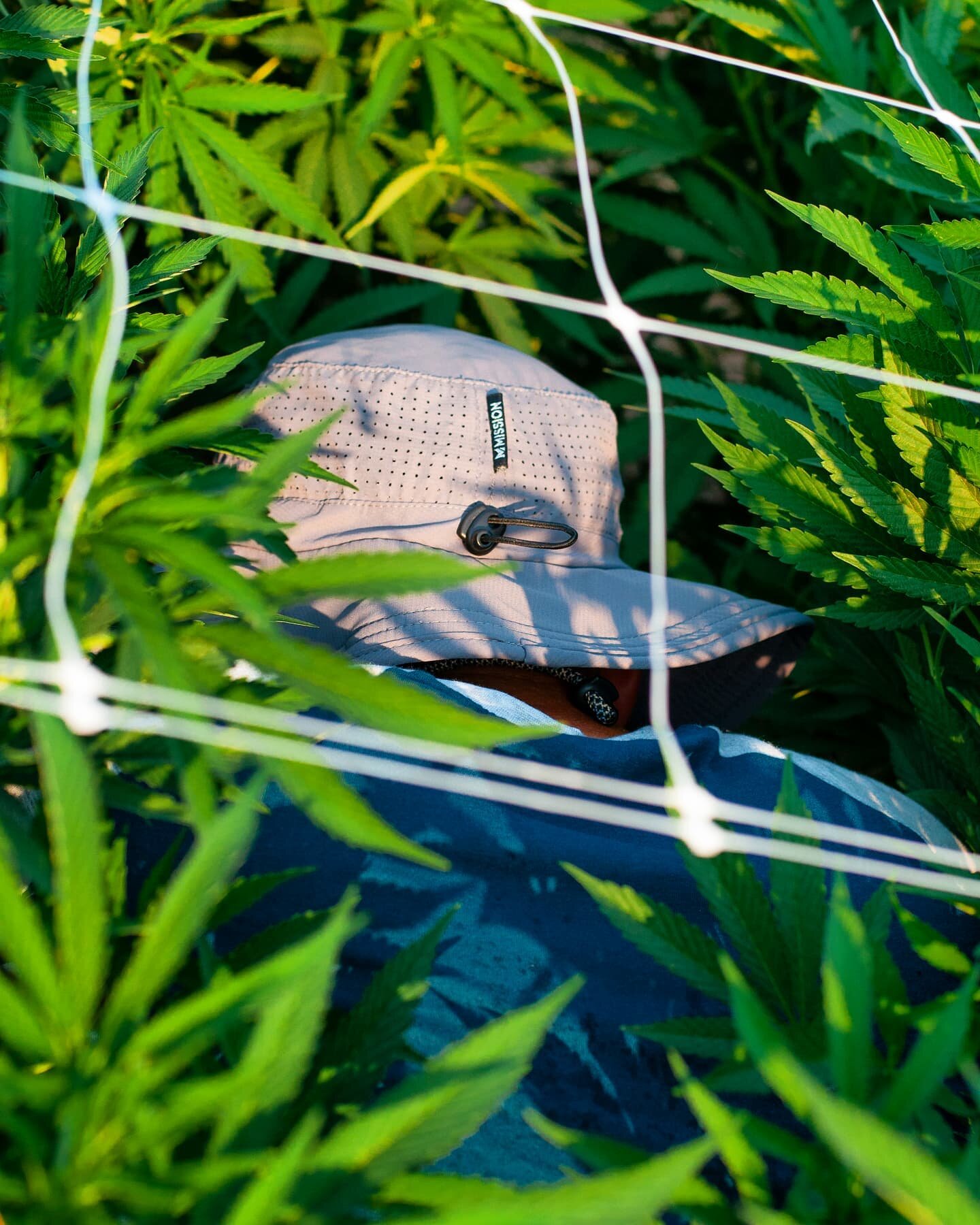 Getting lost in the leaves 🙌
.
.
.
.
.
.
.
.
.
.
.
.
.
.
.
.
.
#weed #cannabis #cannabiscommunity #cannabisculture #weedporn #weedleaf #weedlife #weedsociety #weedstagram420 #bud #420 #420daily #420community #420everyday #smoke #smokeweedeveryday #p