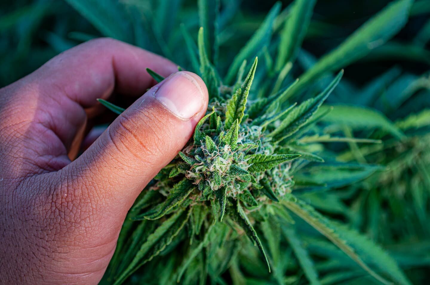 Thursday is finished one last look at these beautiful plants and off to friday!! 
Have a good evening everyone end it strong and be ready for Friday 🔥🔥🔥🔥
.
.
.
.
.
.
.
.
.
.
.
.
.
.
.
.
#weed #cannabis #cannabiscommunity #cannabisculture #weedpor