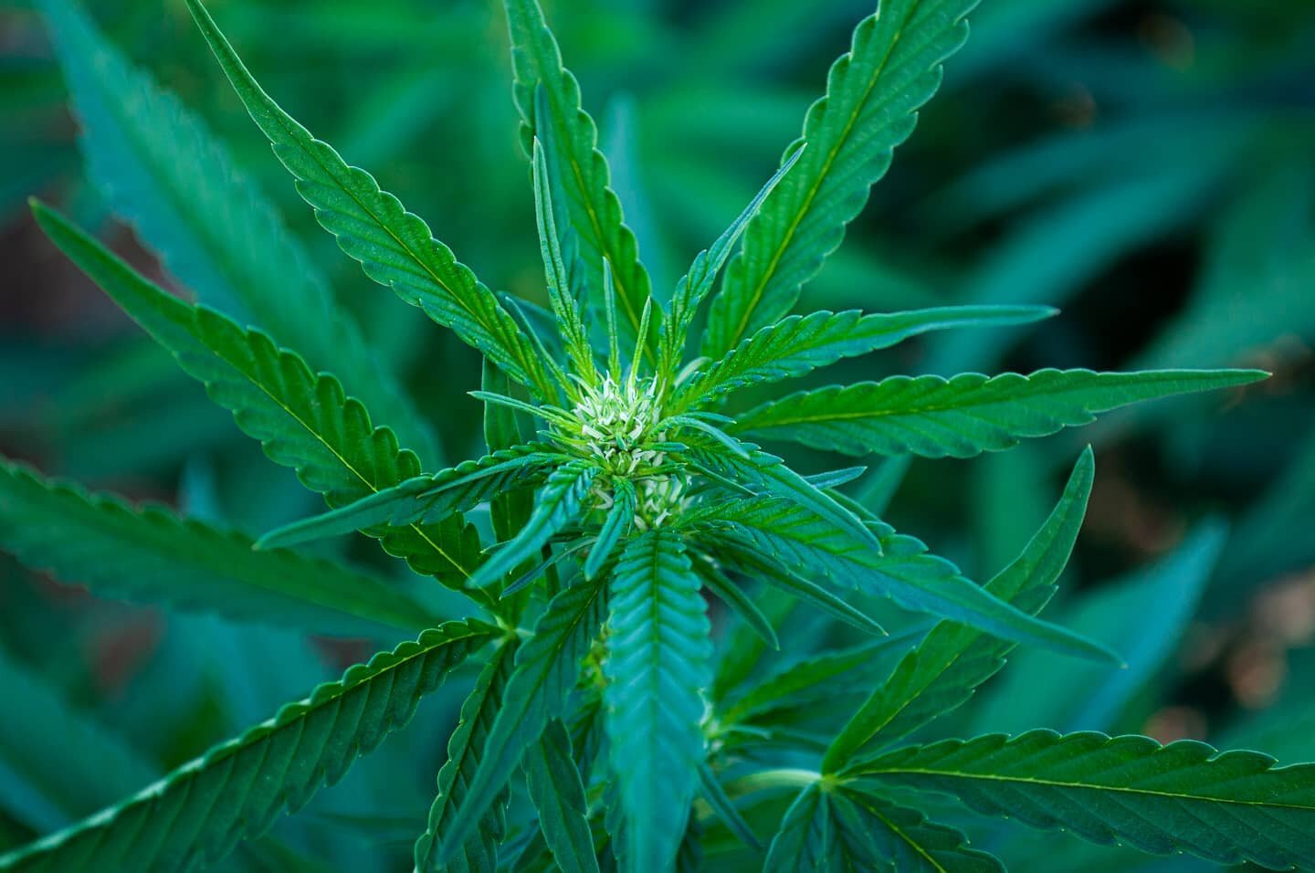 A little early but oh you looking nice already 
.
.
.
.
.
.
.
.
.
.
.
.
.
.
.
.
#weed #cannabis #cannabiscommunity #cannabisculture #weedporn #weedleaf #weedlife #weedsociety #weedstagram420 #bud #420 #420daily #420community #420everyday #smoke #smok