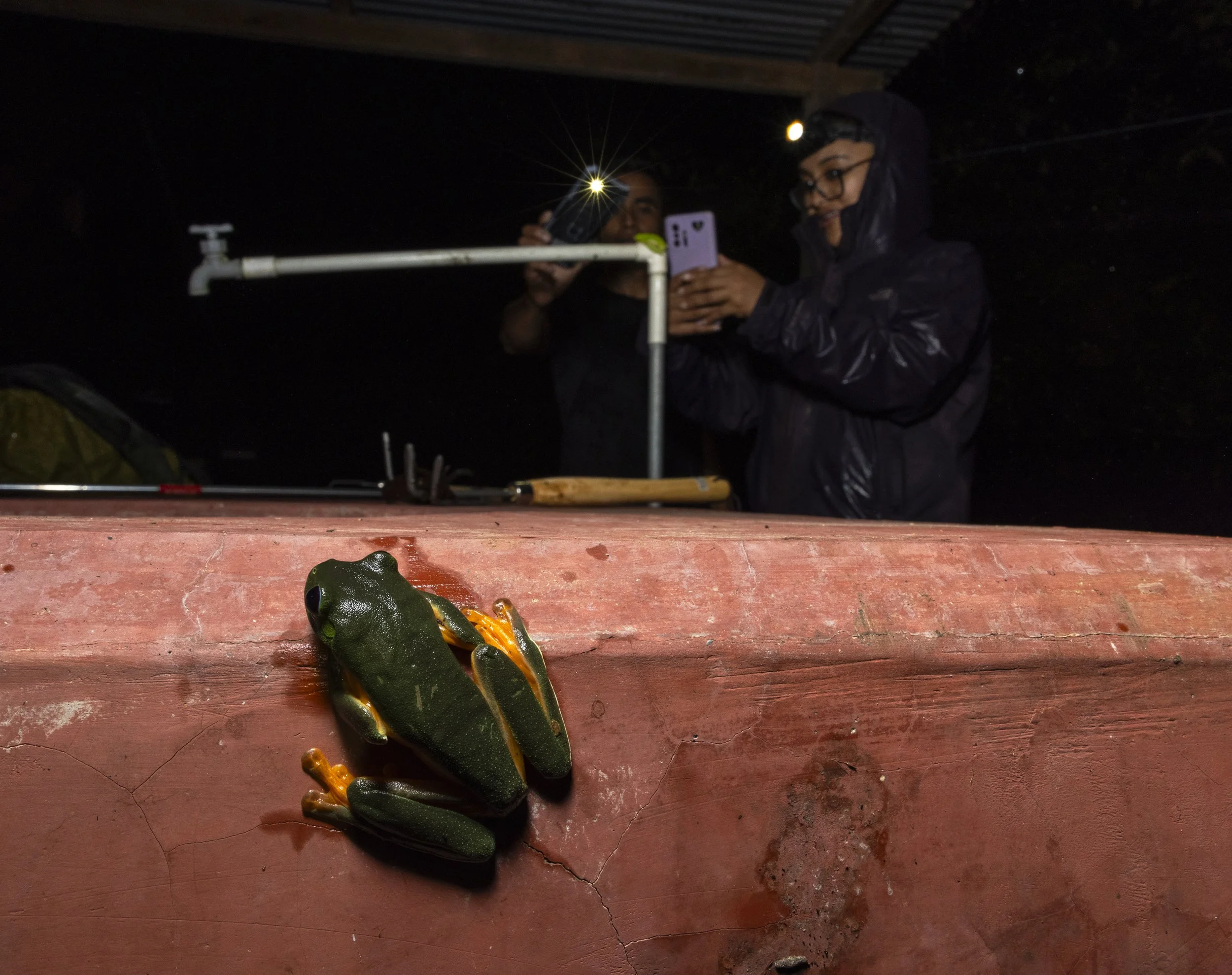 Two Black-eyed Tree Frogs (Agalychnis moreletii) were found in the water tank near the station cabins, using it as a nocturnal refuge. Caño and Sindy observe the male resting in the tank’s pipe, while the female clings to the tank wall, illustrating 