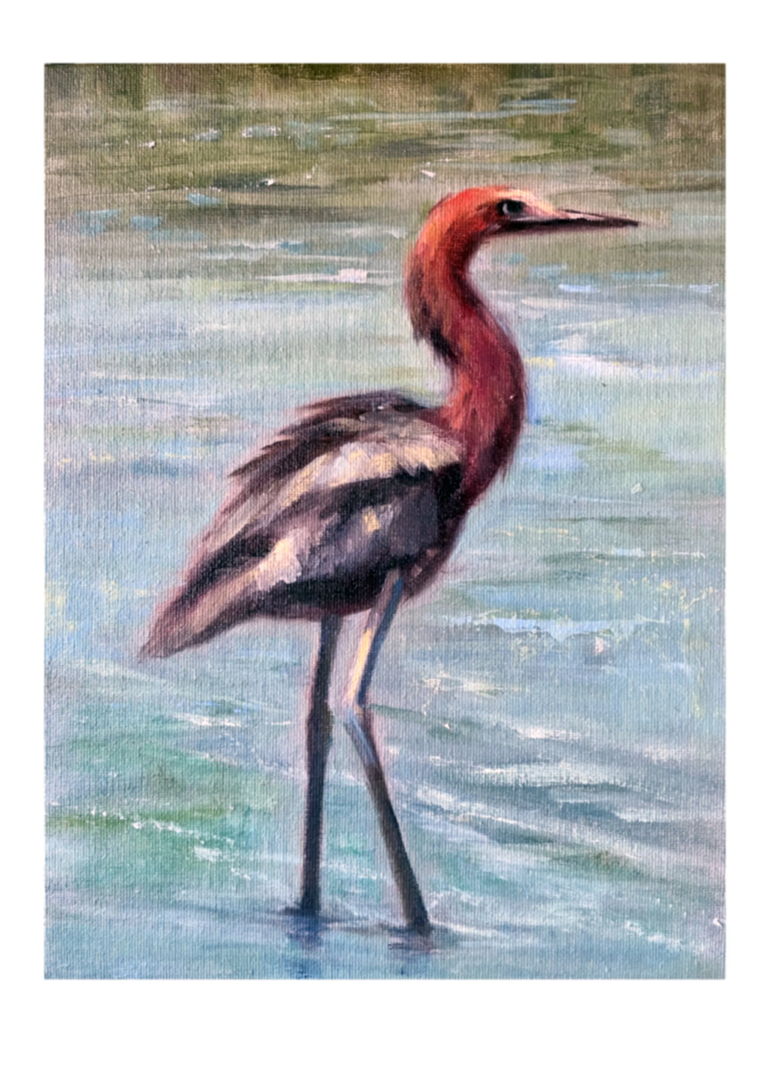 reddish egret water bird coastal nature art print red black blue white