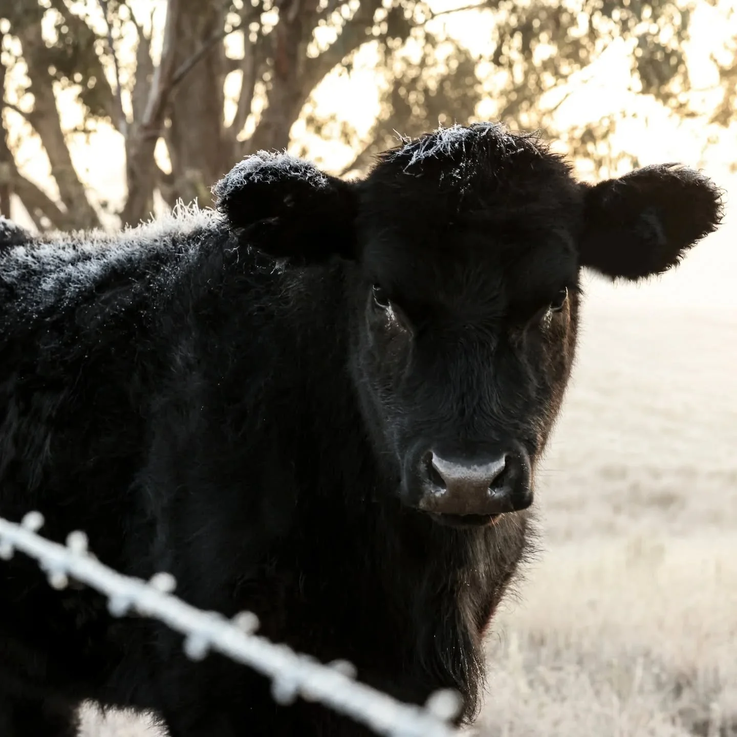 Enjoy the curiosity of our cows on a slow, peaceful winters morning.